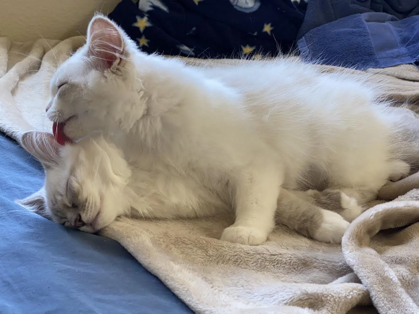 Two white cats sleeping on a pile of blankets, one grooming the other.