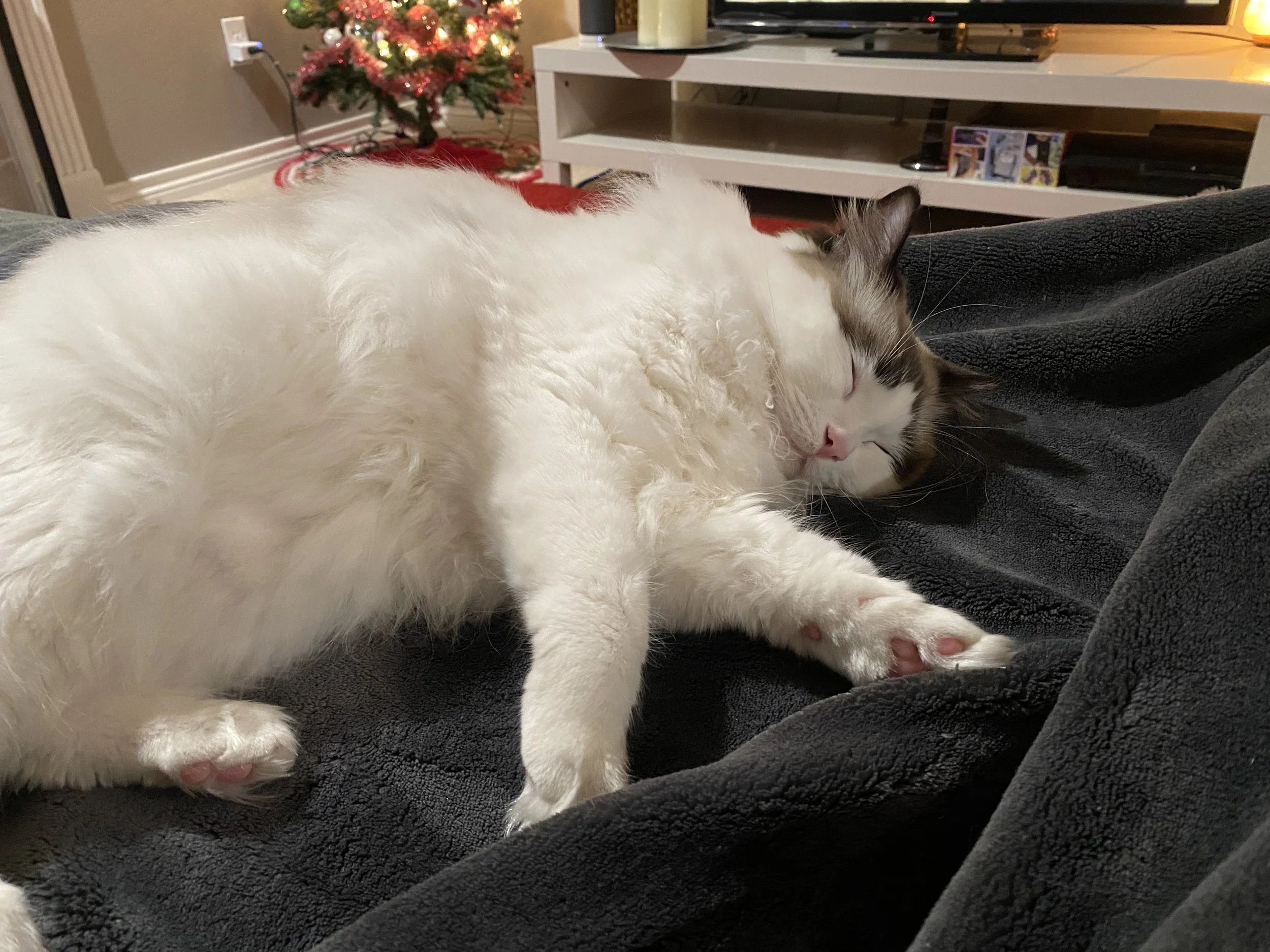 A Ragdoll cat sleeping on a black blanket.