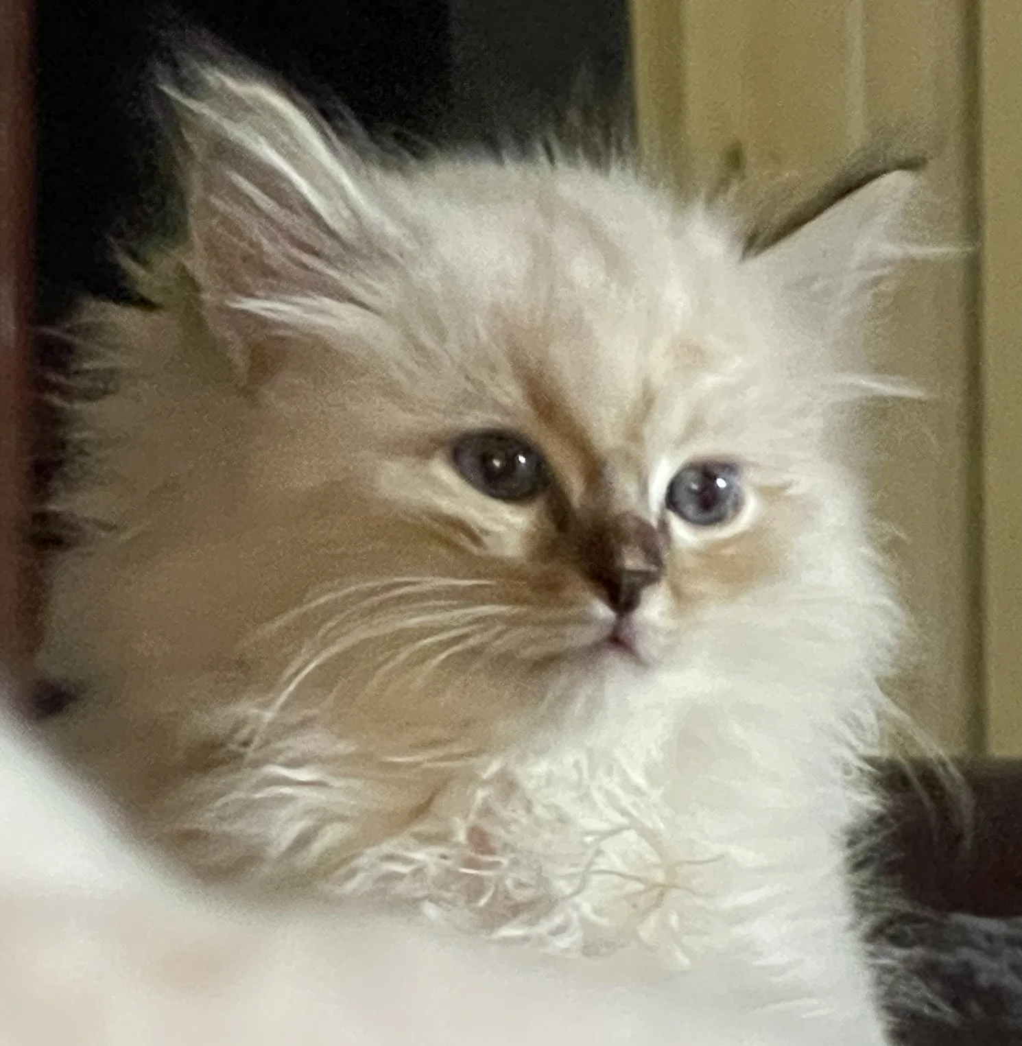 A close-up of a fluffy, cream-colored Ragdoll kitten with blue eyes and a dark nose.
