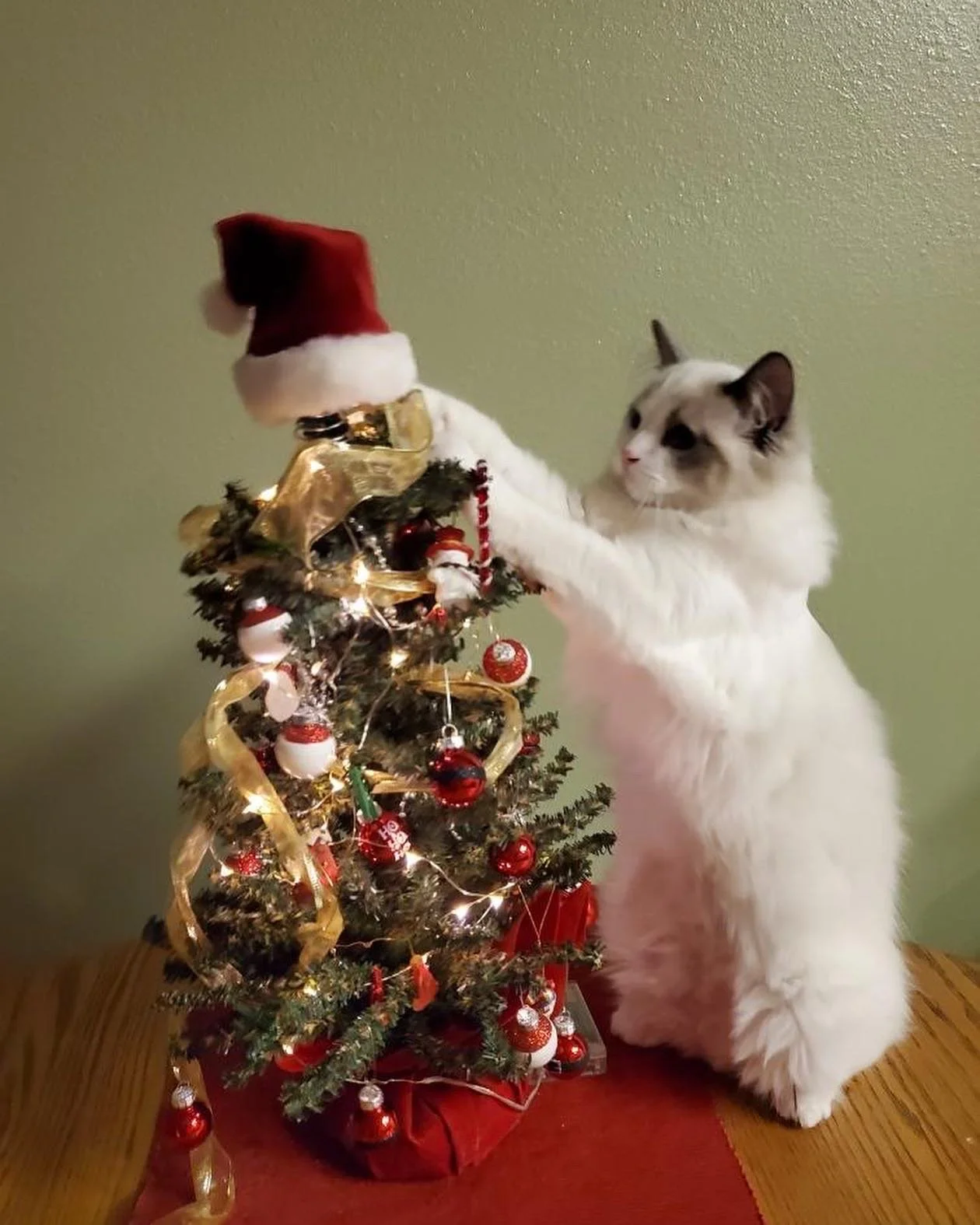 A fluffy Ragdoll cat with dark markings on its face and ears adorning a small decorated Christmas tree with a Santa hat on top and a gold ribbon. The cat extends one paw to touch the tree.