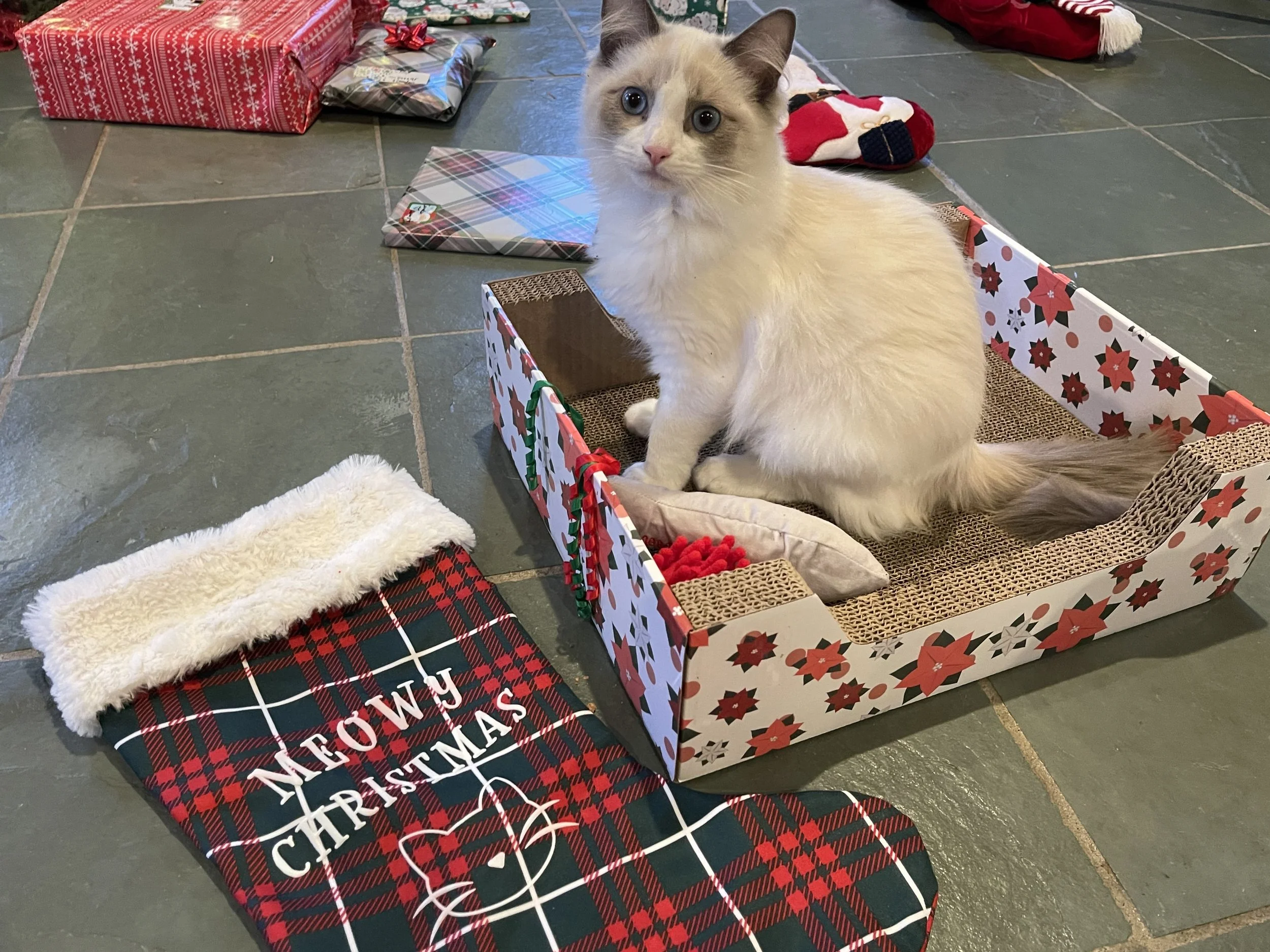 A Ragdoll cat sitting inside a Christmas-themed cardboard box surrounded by wrapped presents, a Christmas stocking, and holiday decorations on a tiled floor.