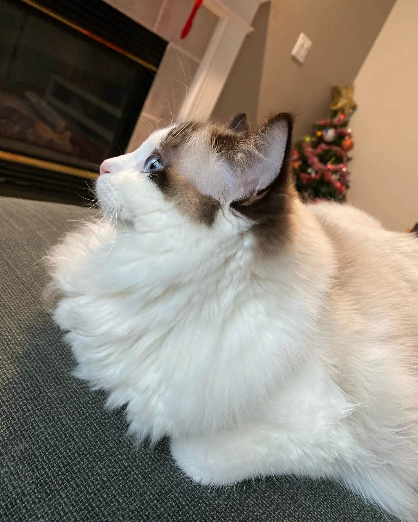 A Ragdoll cat with blue eyes and white fur with dark markings on its face and ears, lying on a textured sofa with a Christmas tree decorated with ornaments and a star in the background.