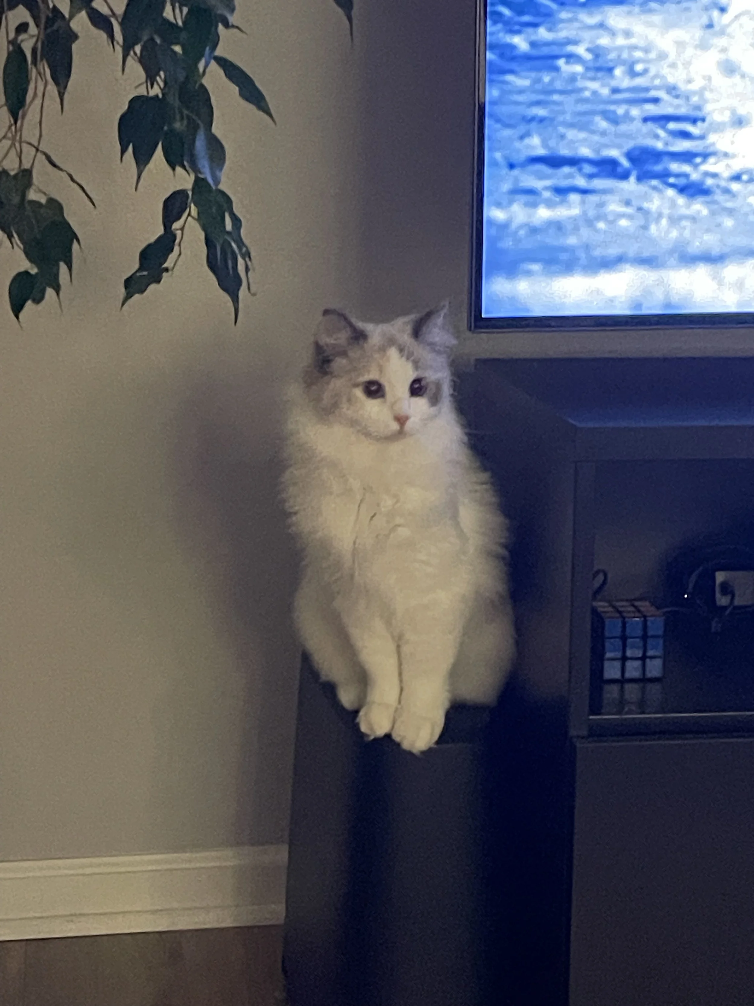 A fluffy white and gray Ragdoll cat sitting on top of a black cabinet next to a TV. A green leafy plant is hanging on the wall nearby.
