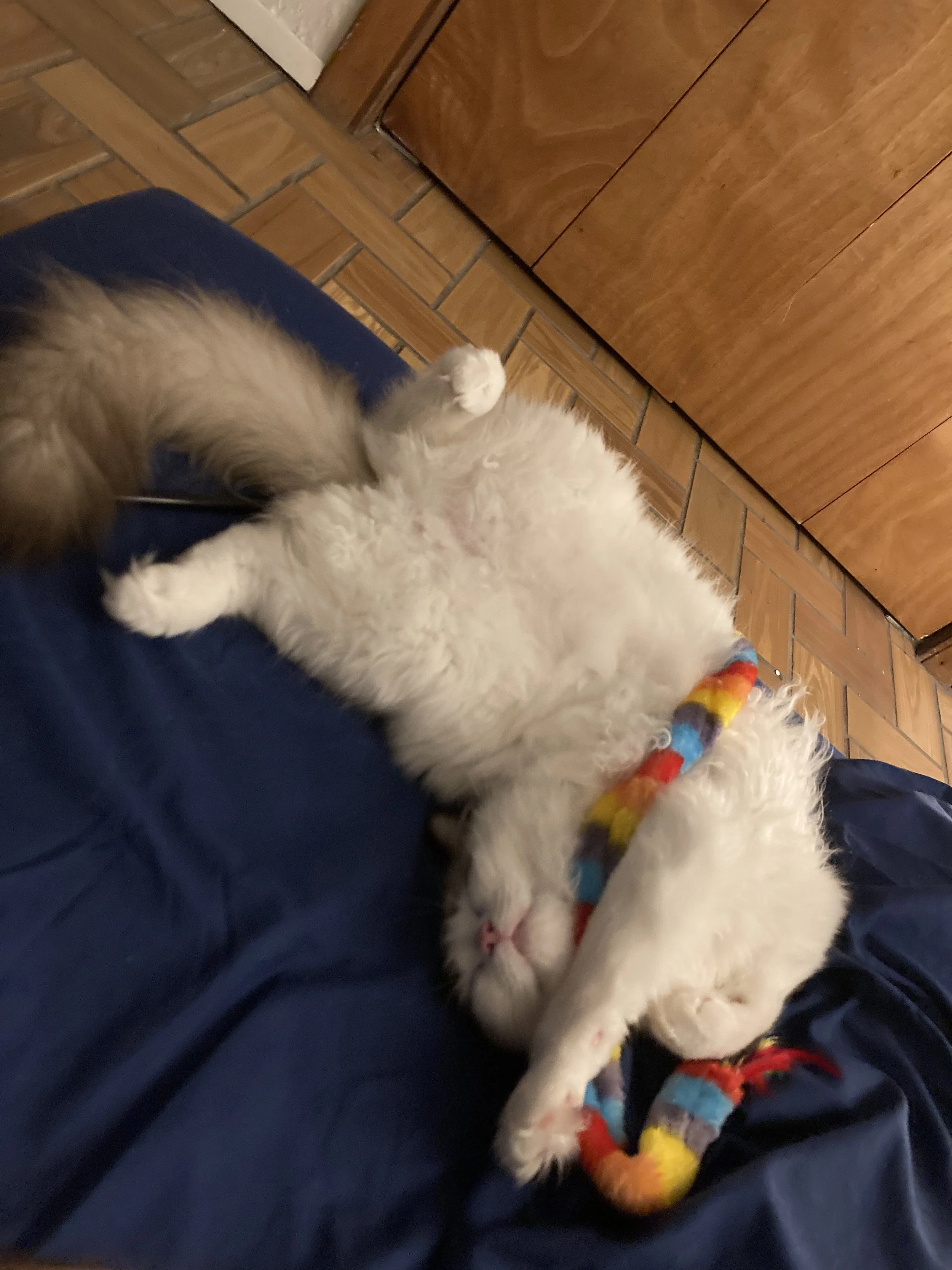 Ragdoll cat lying on its back with paws up, holding a colorful toy rope, on a dark blue cloth or fabric with a wooden cabinet and tiled floor in the background.