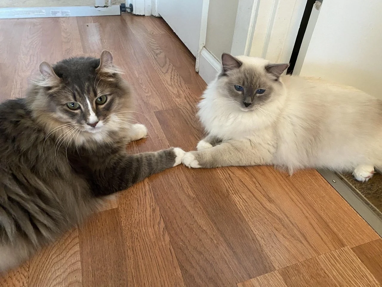 Levi and his new best friend Shinji