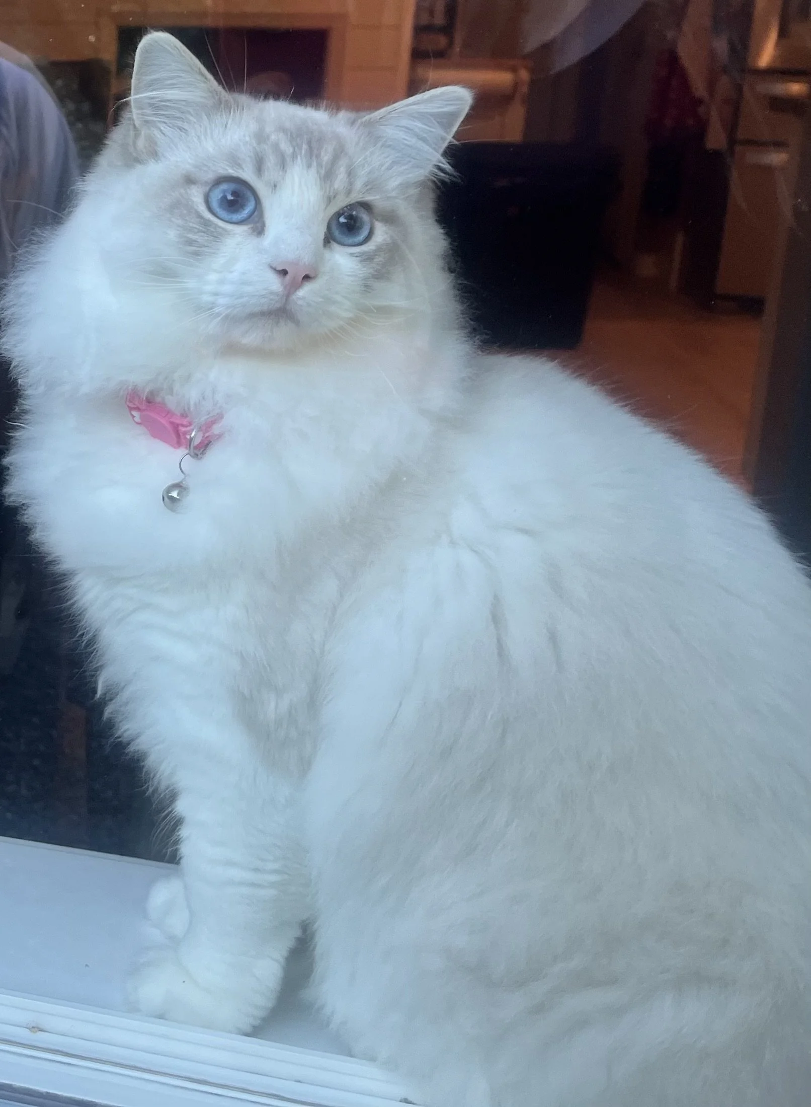 A fluffy Ragdoll cat with blue eyes and a pink collar sitting on a windowsill indoors.