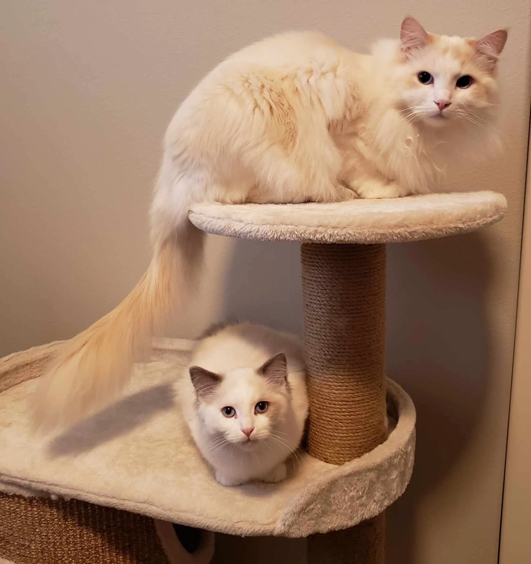 Two Ragdoll cats on a beige cat tree, one sitting on the top platform and the other on the lower level underneath the support pole.