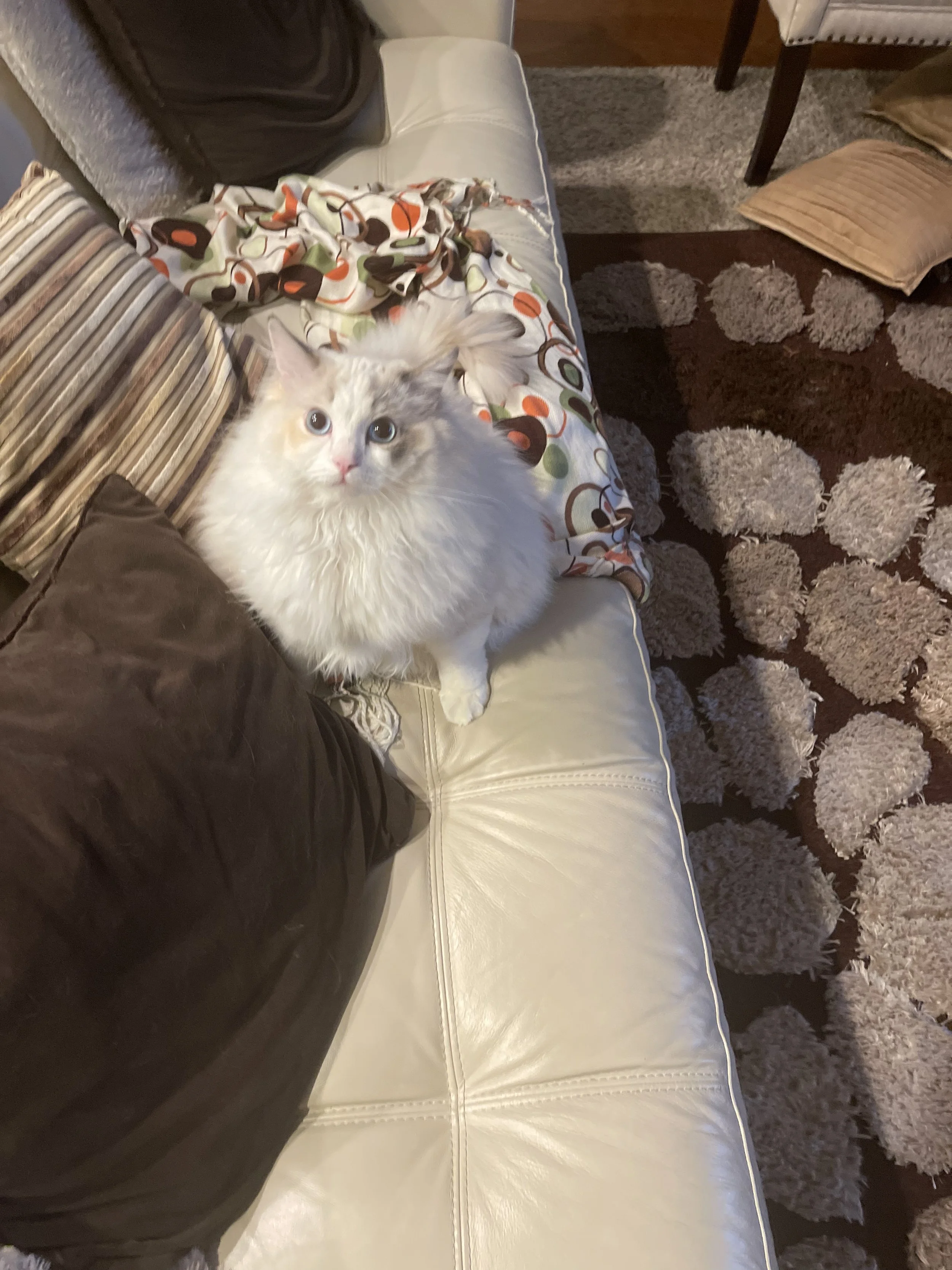 A fluffy white cat with multi-colored markings on its face, sitting on a cream-colored leather couch next to a brown pillow and a striped pillow. There is a colorful patterned blanket on the couch and a patterned rug on the floor nearby.