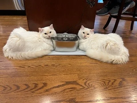 Two white cats lying next to each other on a wooden floor near a food container.
