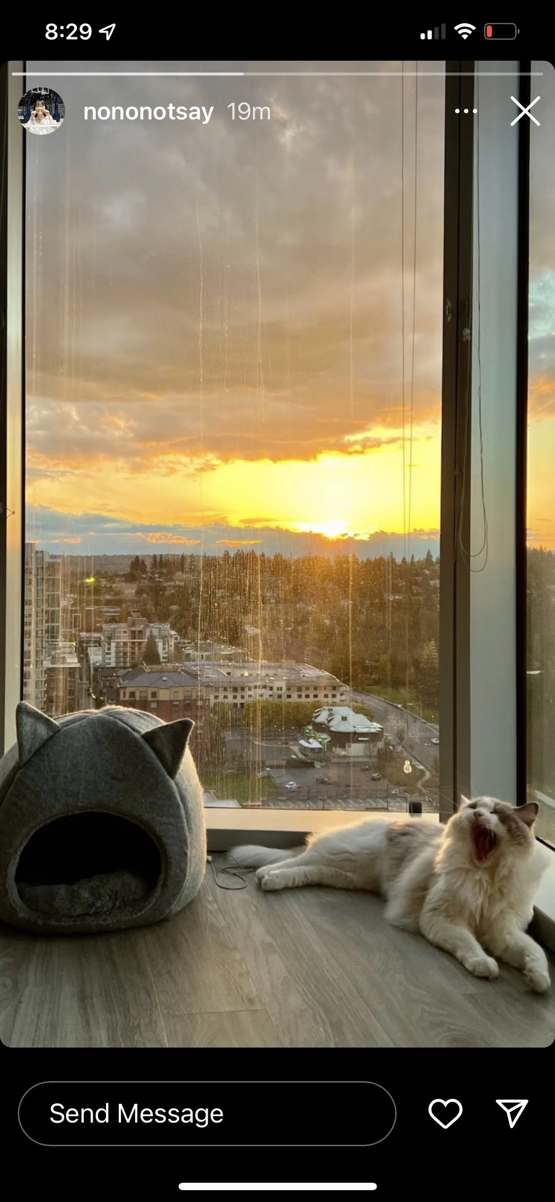 A cat-shaped pet bed and a yawning white and brown cat by a window with a sunset view over a cityscape.