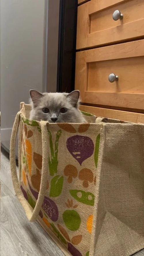 A fluffy gray and white cat peeking out from inside a reusable shopping bag with fruit and vegetable prints near a wooden dresser and floor.