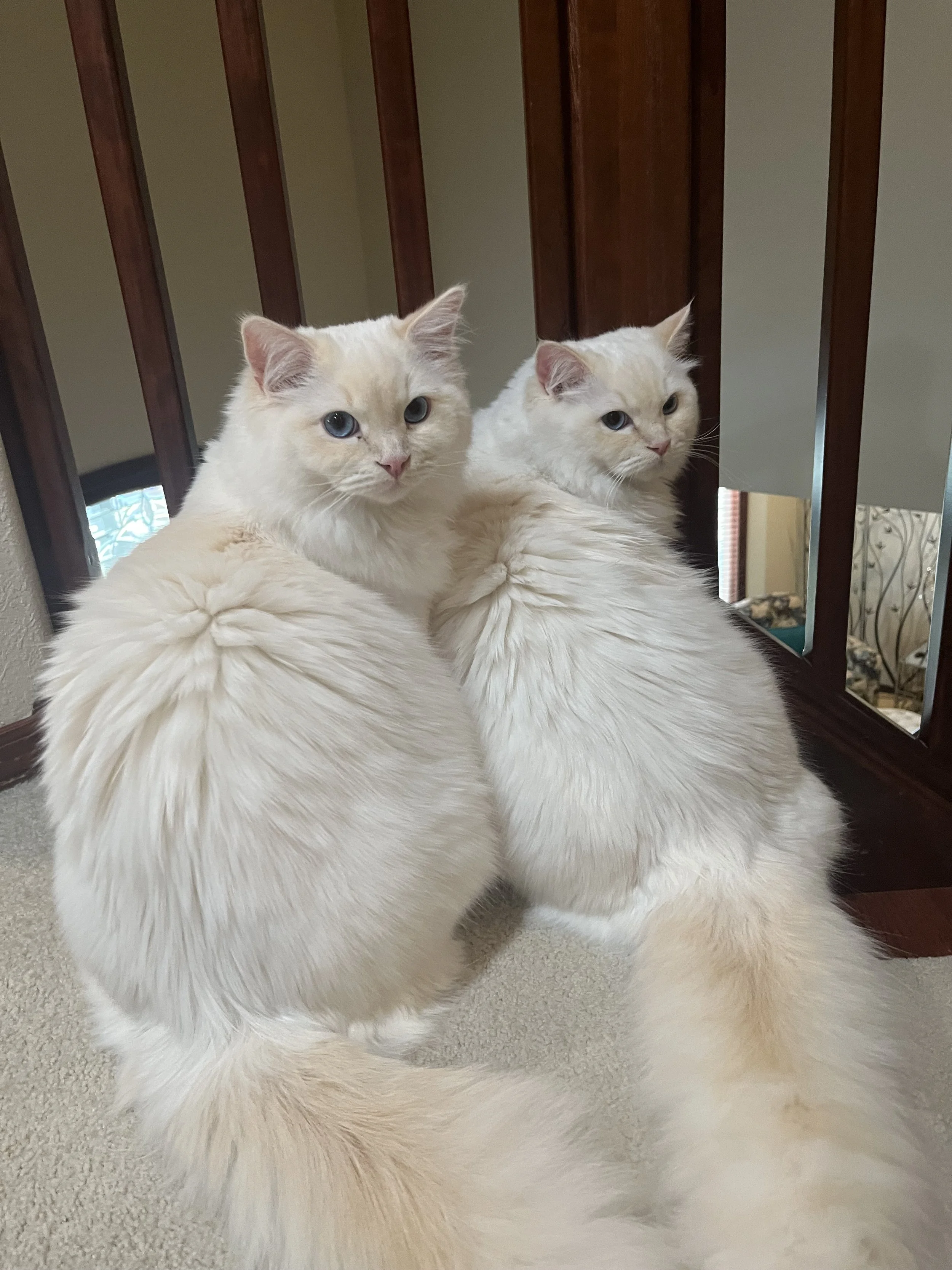 Two cream-colored cats with blue eyes sitting on a carpeted floor, facing away from a wooden railing, with their heads turned to the side.