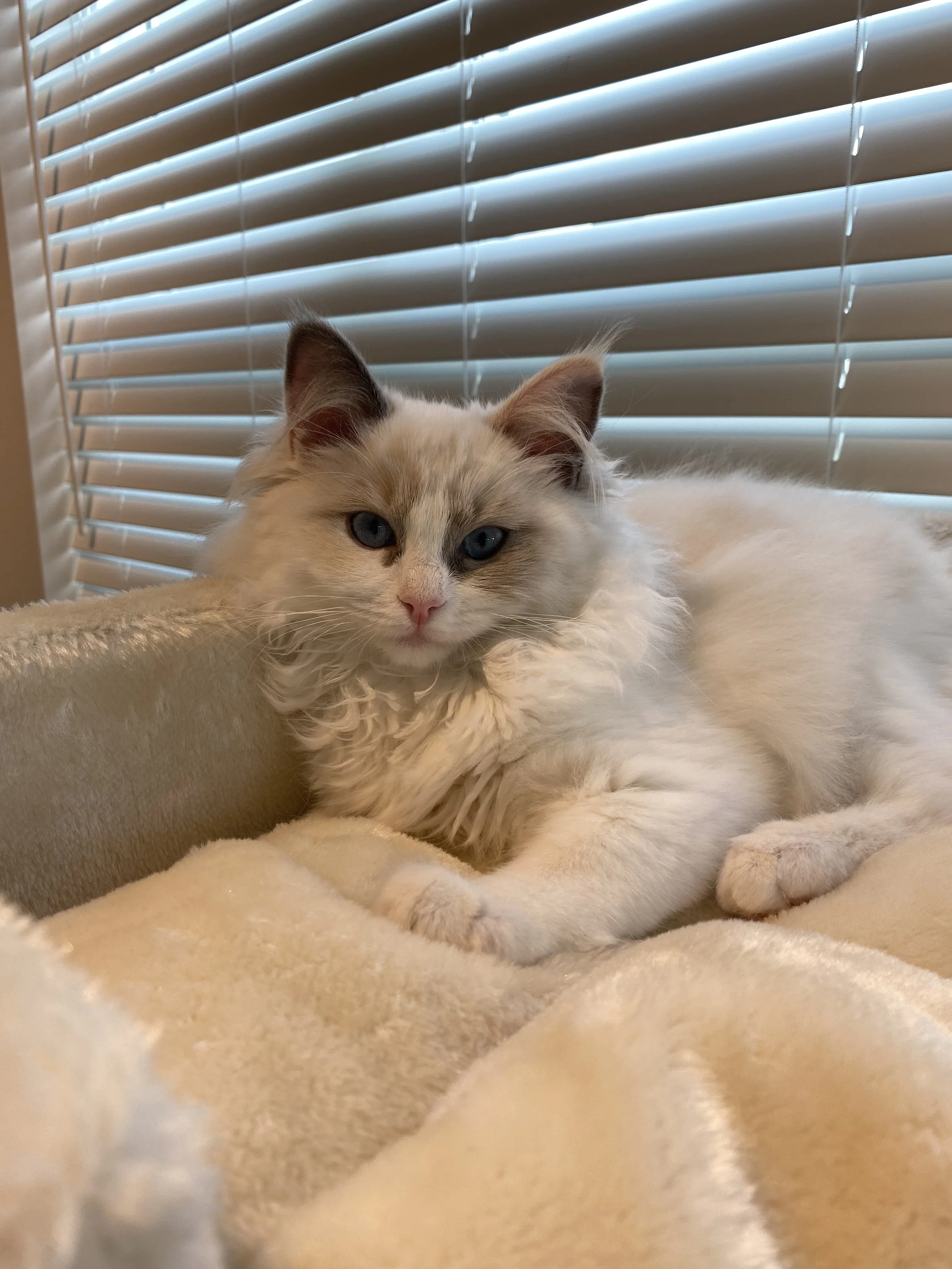 A fluffy Ragdoll cat with blue eyes lying on a soft beige blanket in front of window blinds.