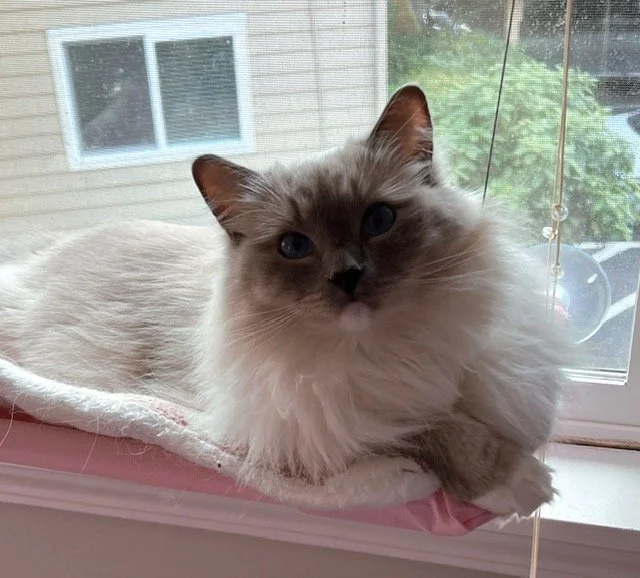 A fluffy Ragdoll cat with blue eyes resting on a pink cushion in front of a window.