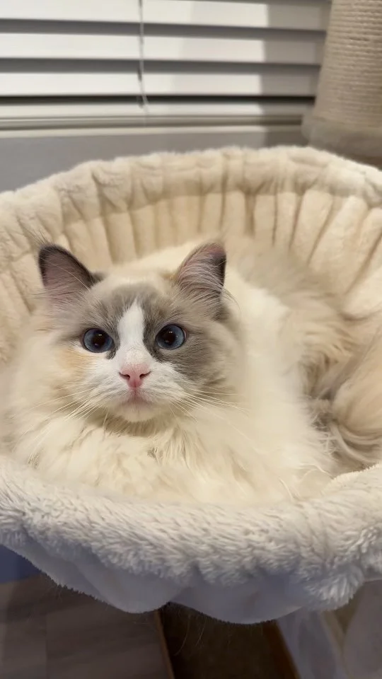 A fluffy, cream-colored cat with blue eyes resting in a soft, round pet bed.