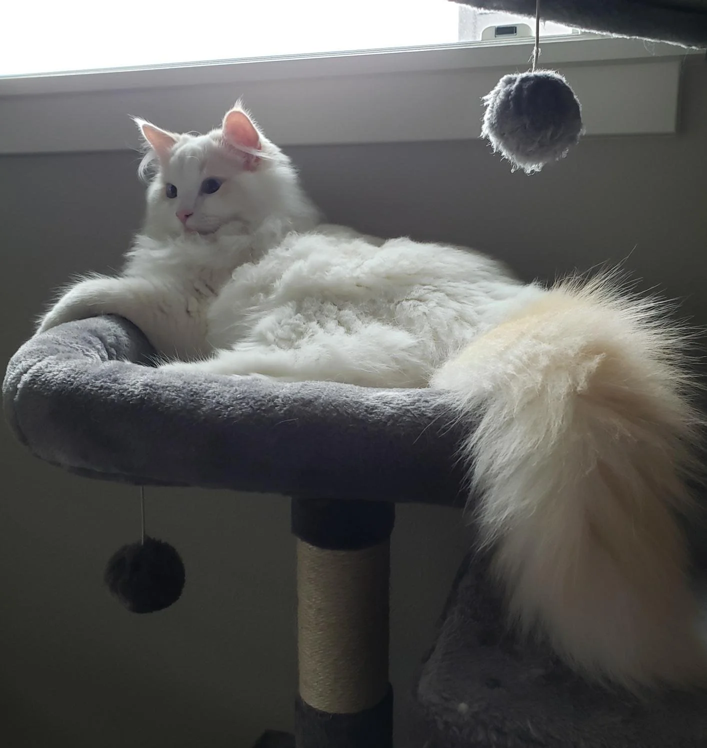 A Ragdoll cat with blue eyes lying on a gray cat tree, with a window in the background and a hanging gray ball toy.