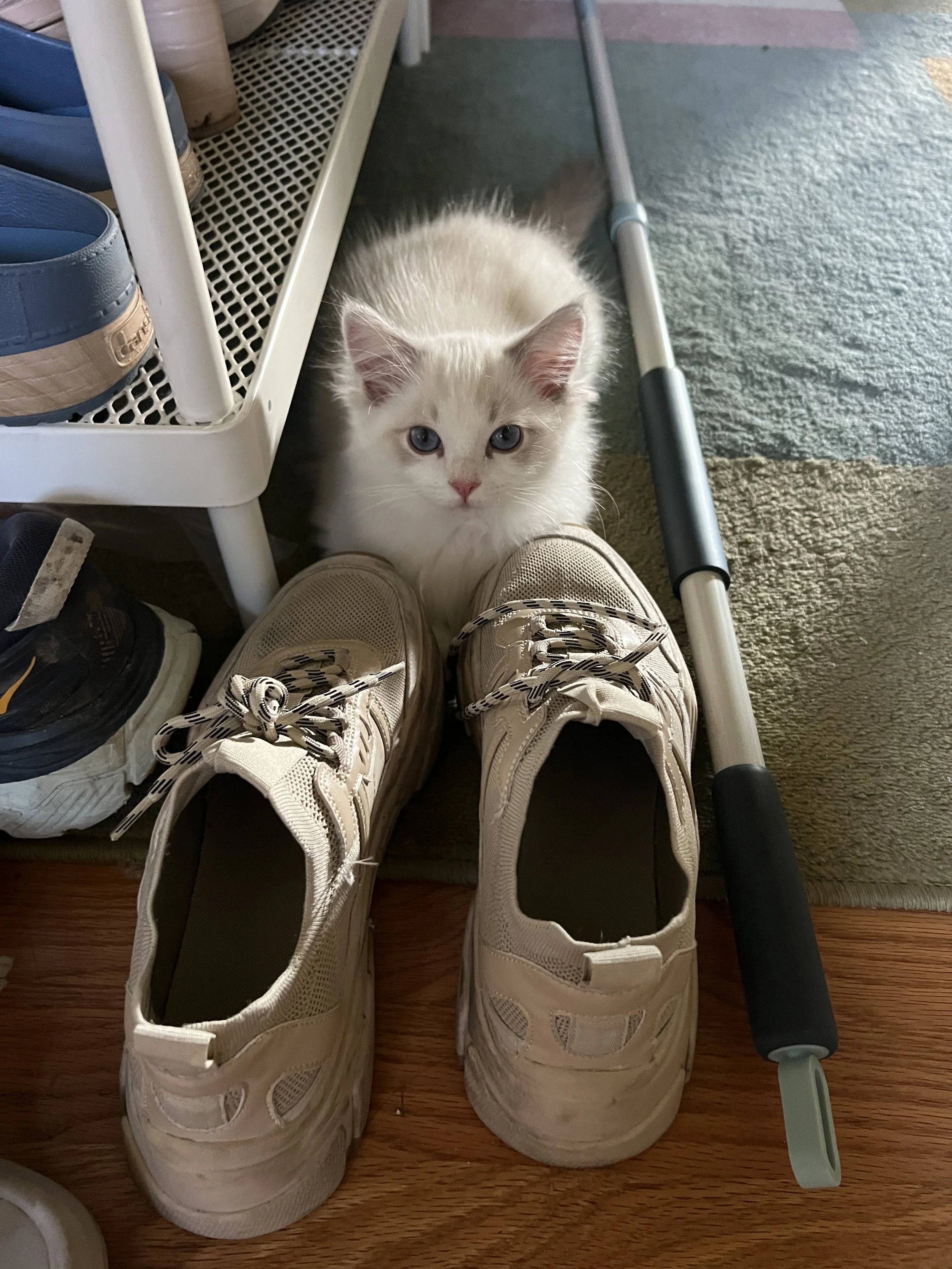 White fluffy kitten with blue eyes sitting behind a pair of beige sneakers on a wooden floor, with a cane and shoe rack nearby.