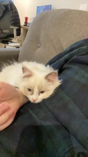 White fluffy cat resting on a person's chest in a living room.