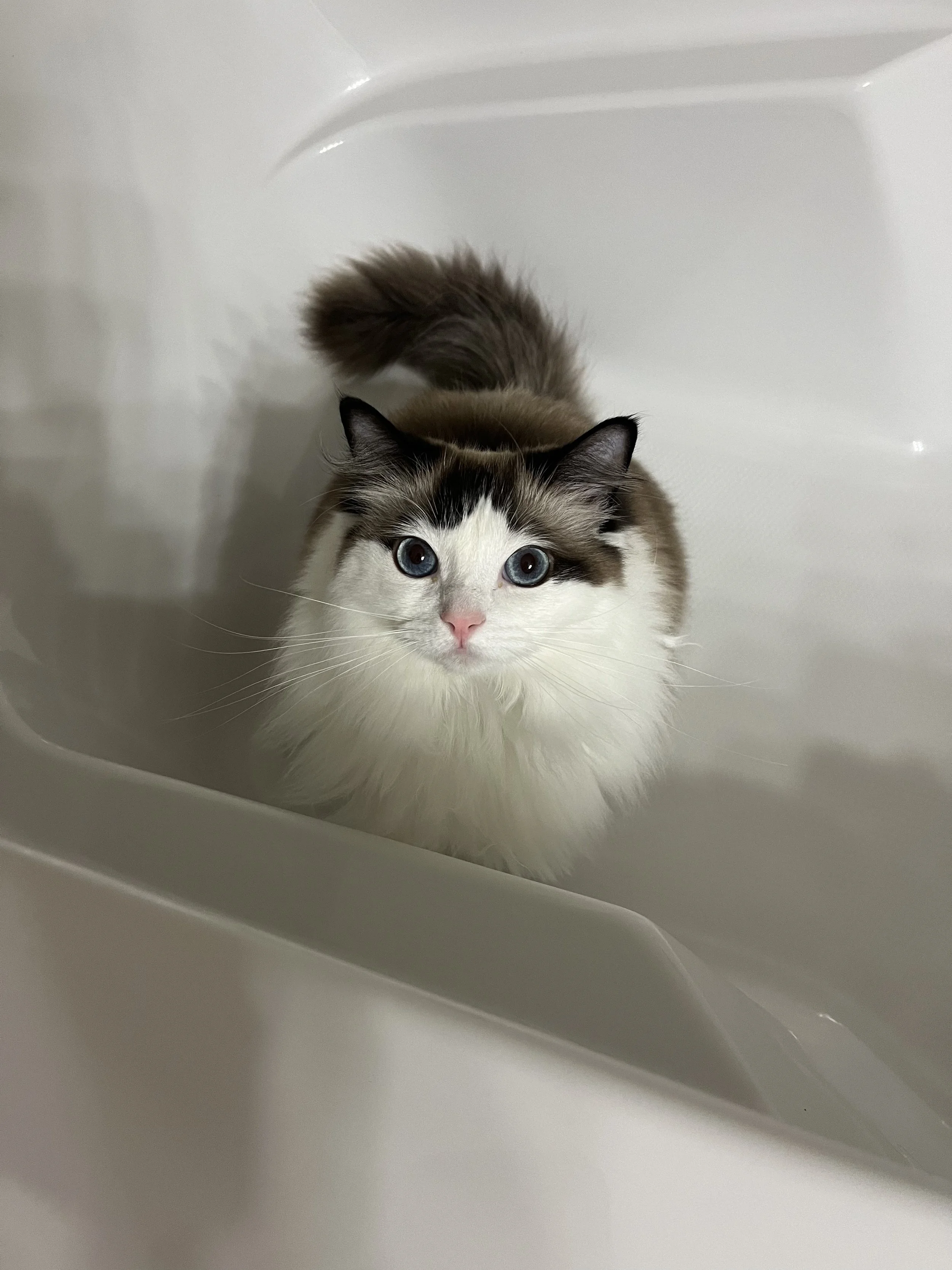 A fluffy Ragdoll cat with blue eyes sitting inside a white bathtub and looking at the camera.