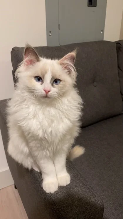 A fluffy tortie cat with blue eyes sitting on a gray sofa in a room with a gray electrical panel on the wall.