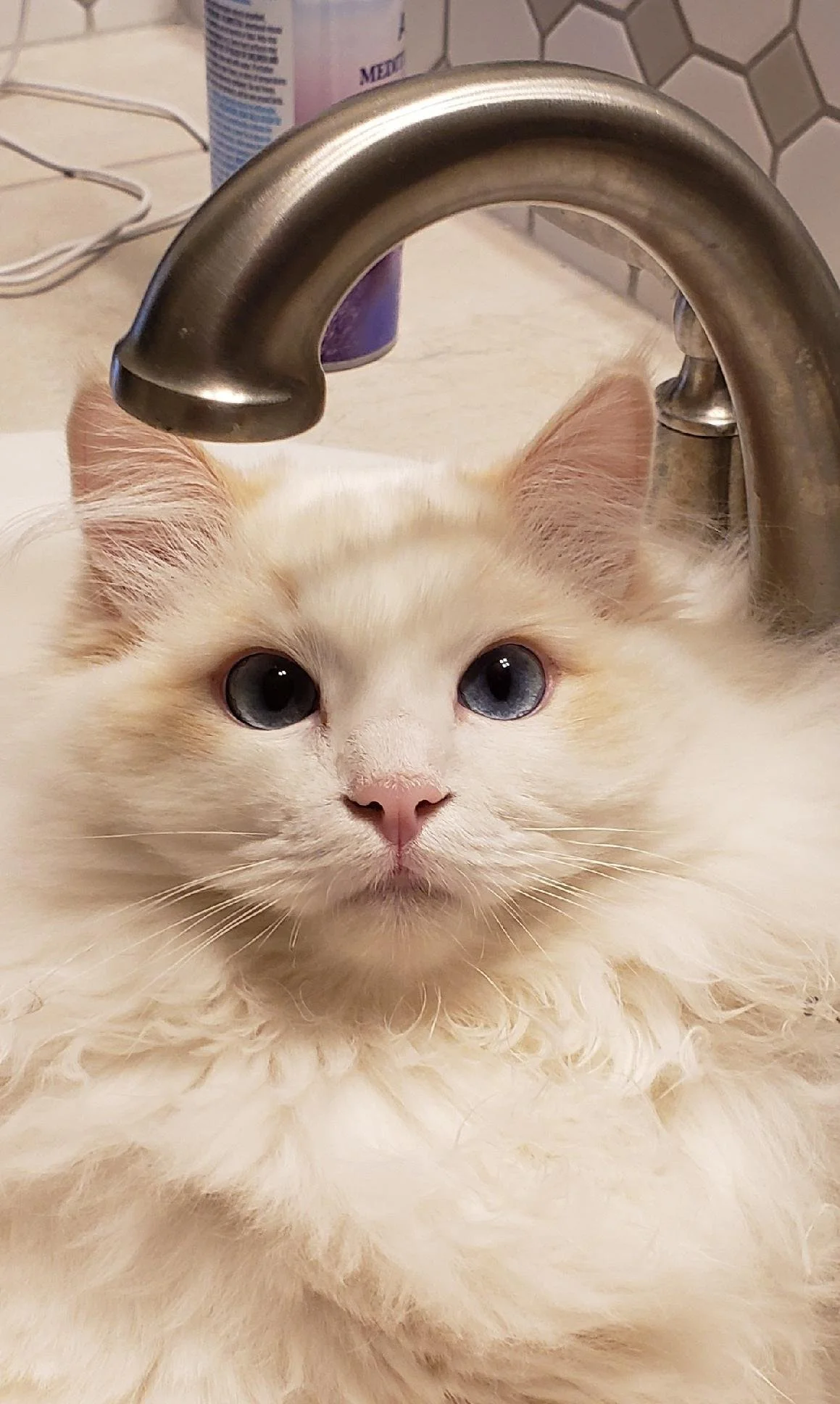 A fluffy cream-colored Ragdoll cat with blue eyes lying under a kitchen faucet, with a purple bottle and hexagonal tile backsplash in the background.