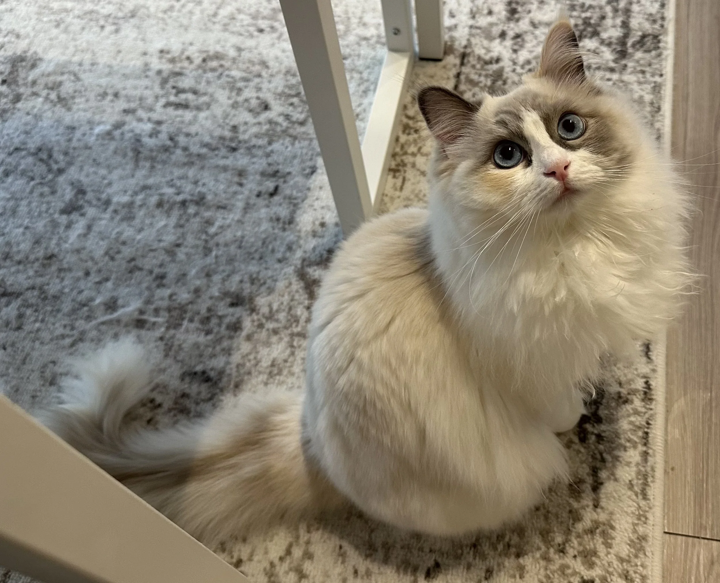 A fluffy, cream-colored cat with blue eyes and darker markings on its face, ears, and tail looking up.