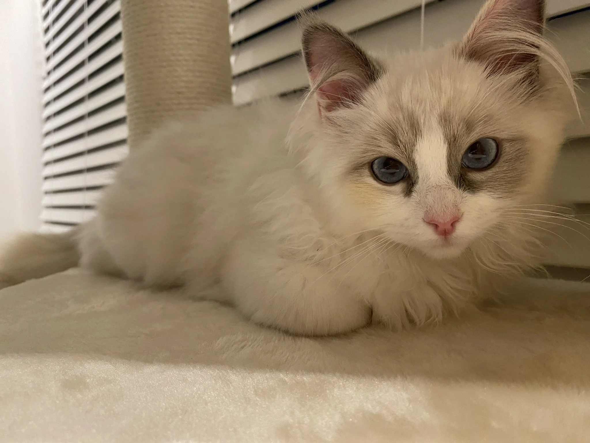 A fluffy white and cream-colored cat with blue eyes lying on a beige surface near window blinds.