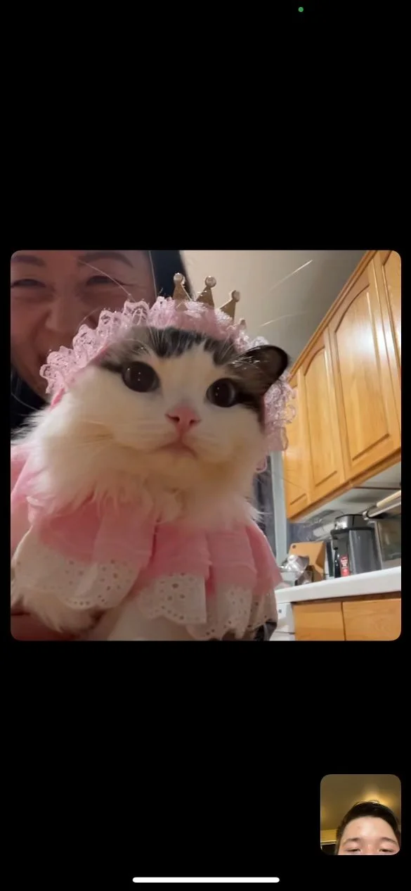 A person and a Ragdoll cat on a video call. The cat, dressed in a pink princess costume with a crown and ruffled collar, is being held close to the camera. The person is smiling in the background.