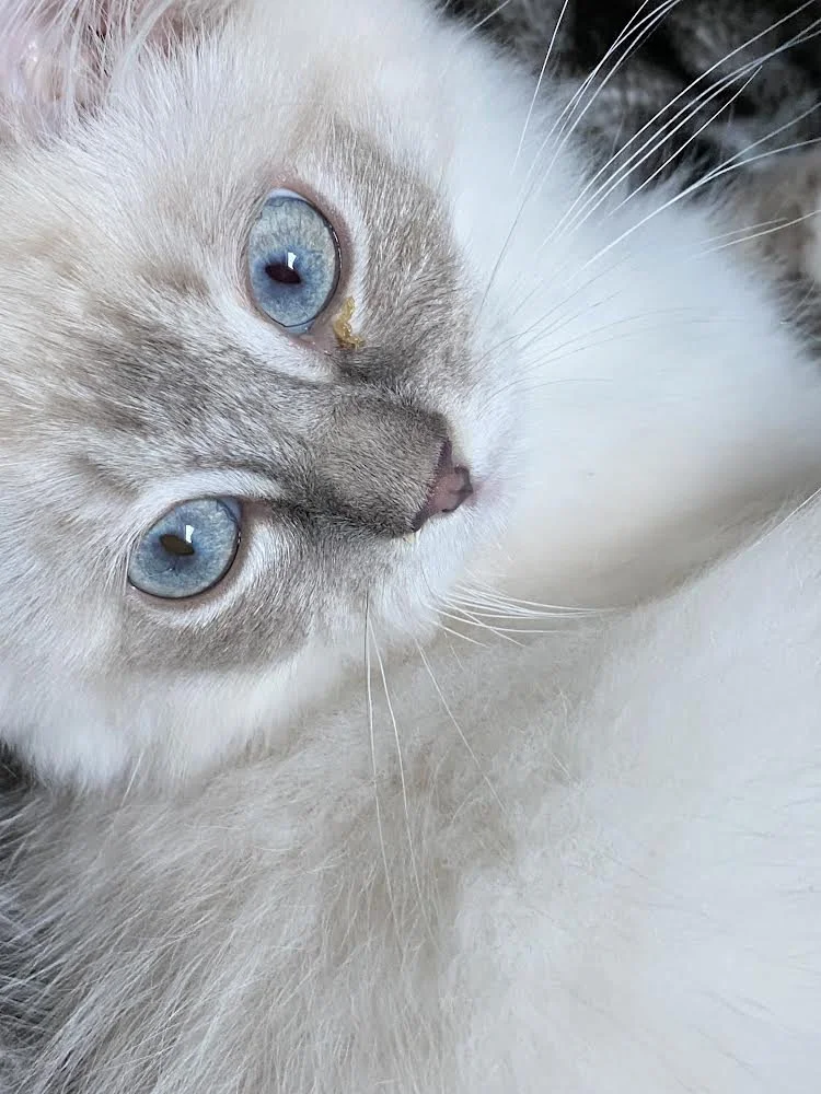 Close-up of a gray and white Ragdoll cat with light blue eyes and a small yellow spot on its nose.
