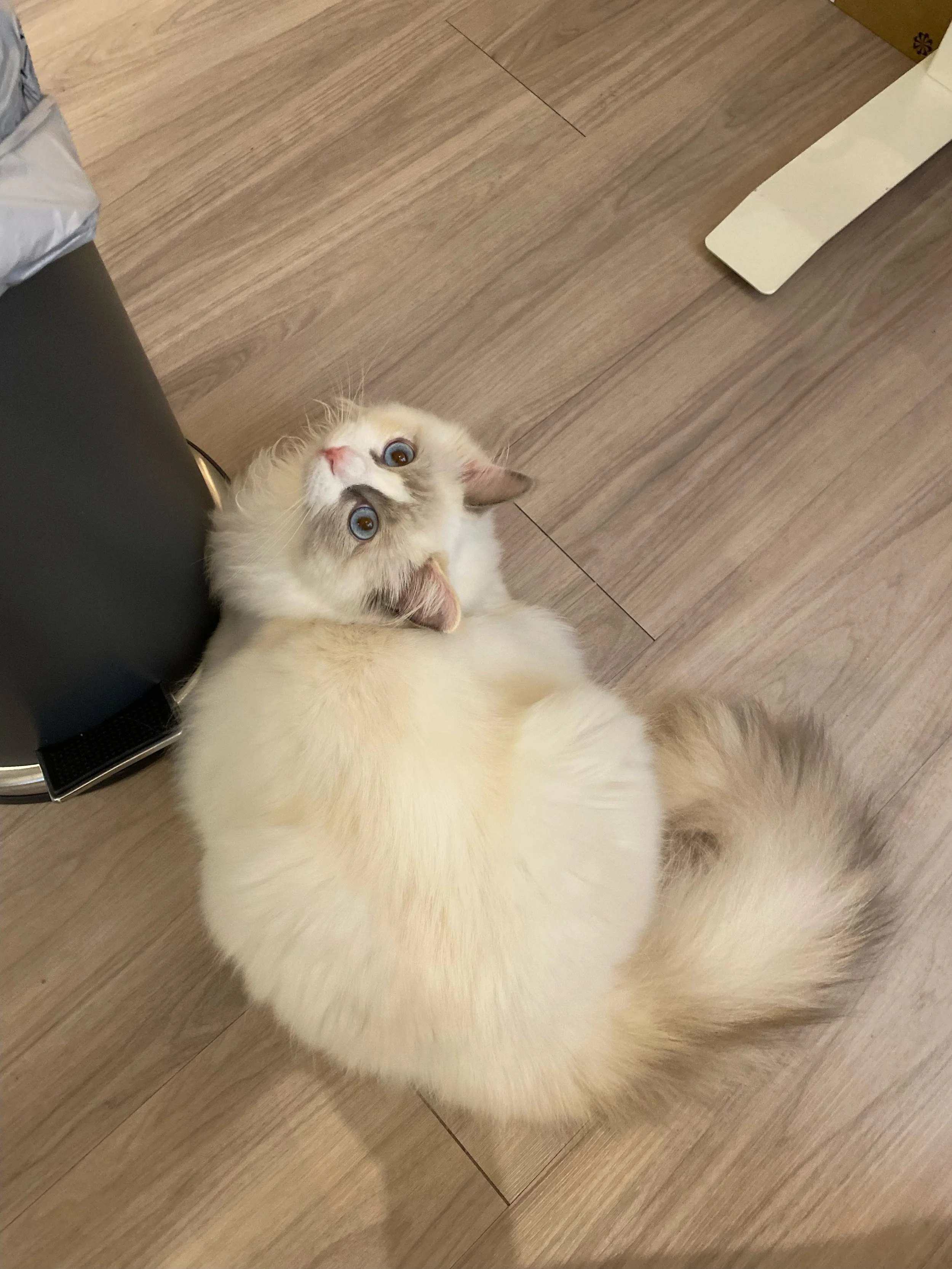 A fluffy white and cream Ragdoll cat with blue eyes lying on a wooden floor looking up.