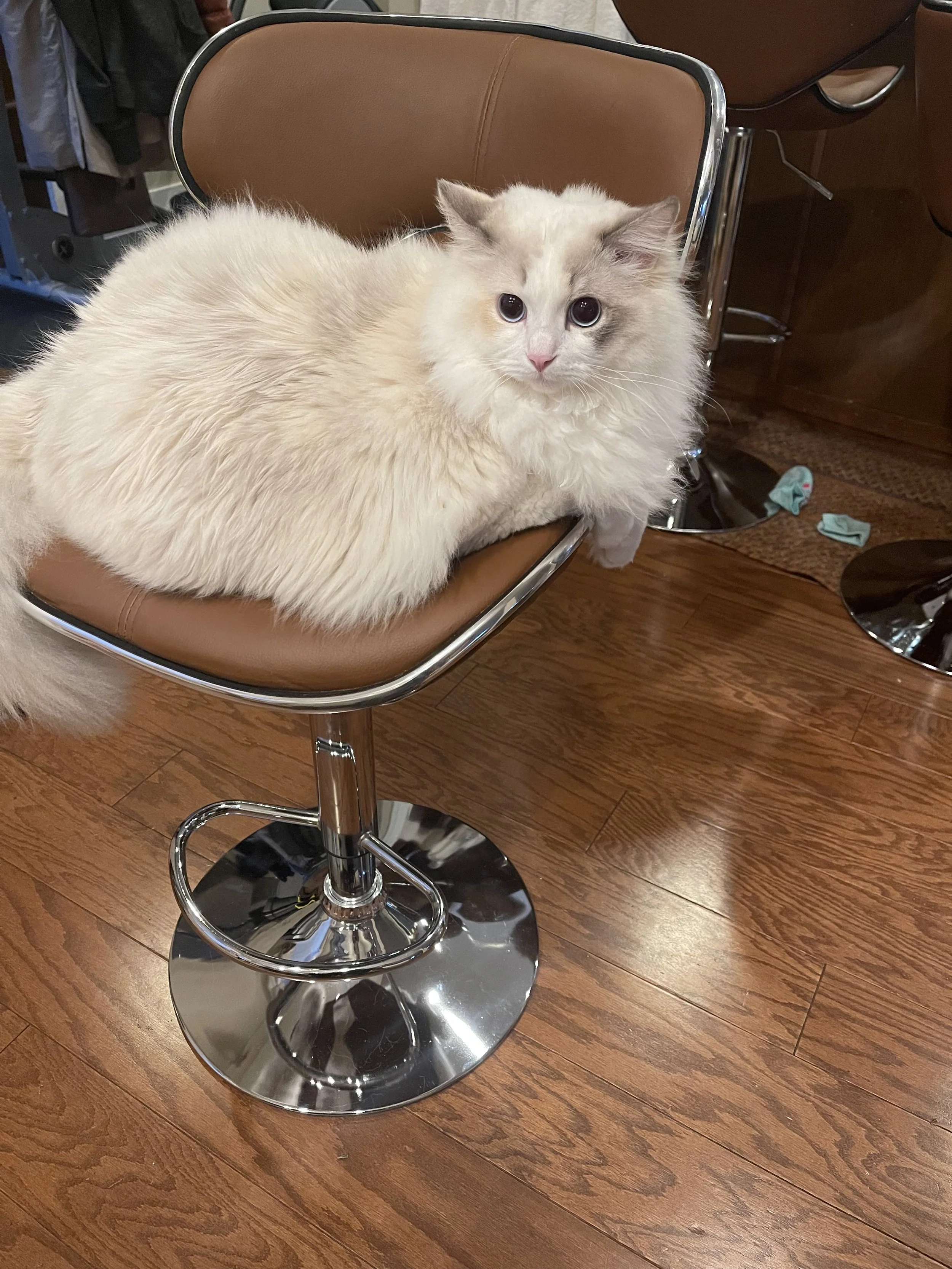 A Ragdoll cat with blue eyes lying on a tan salon chair with a chrome base, on a wooden floor.
