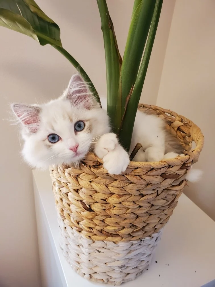 Ragdoll kitten with blue eyes lying in a woven basket with a large green plant, on a white surface