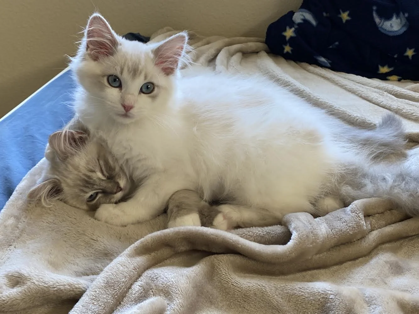 Two fluffy white kittens with blue eyes cuddling on a bed with beige blankets, one kitten lying down and the other sitting upright.