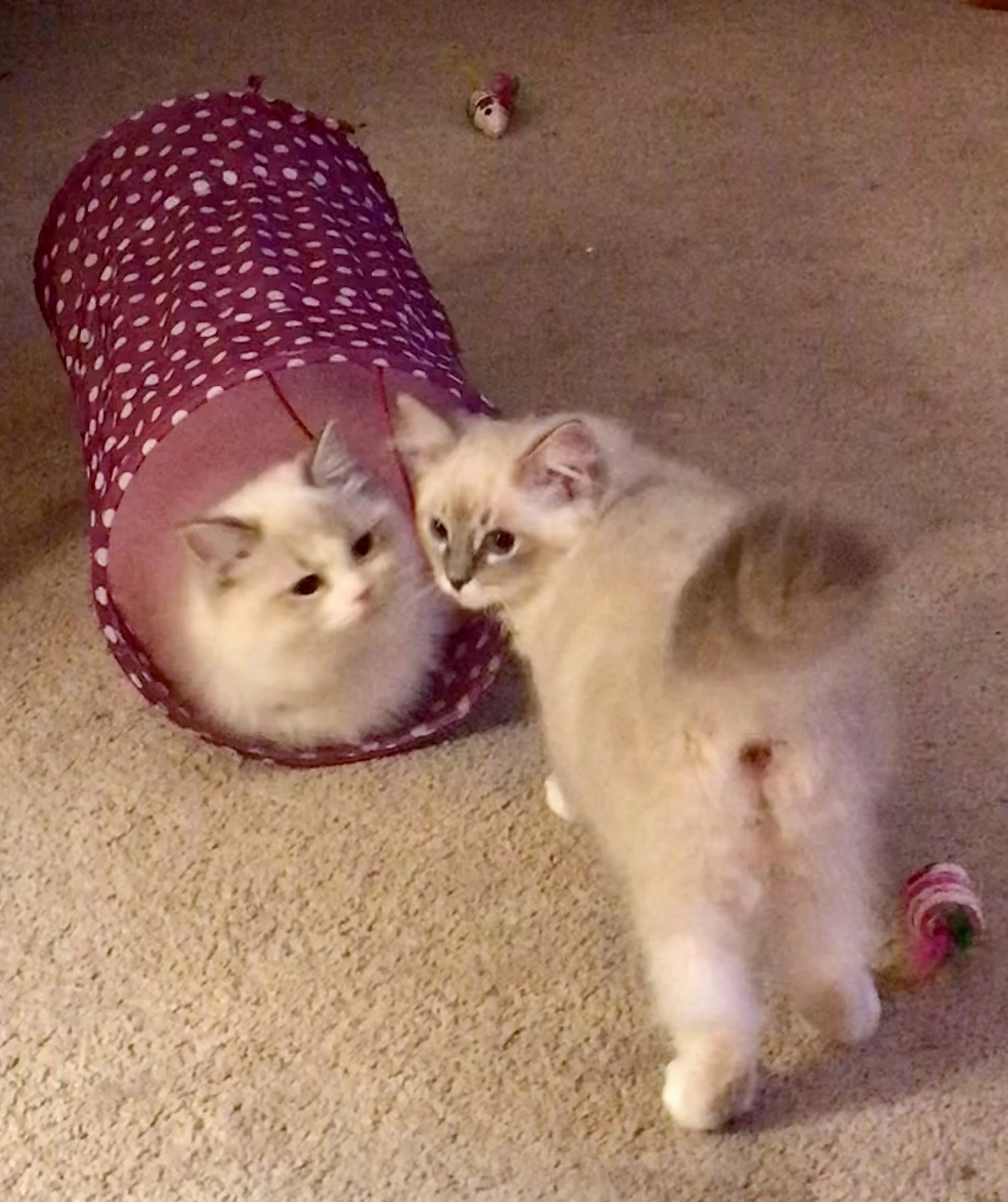 Three cats, one inside a pink polka-dot tunnel and two outside, on a carpeted floor.