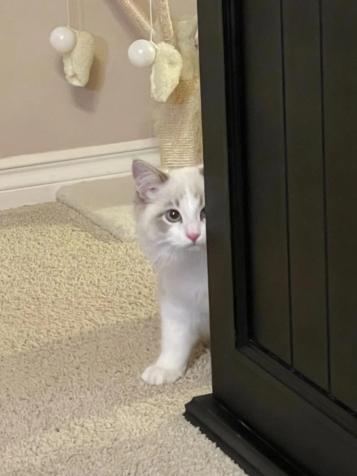A white and gray Ragdoll kitten peeking out from behind a black piece of furniture, with a beige carpet and a cat tree in the background.