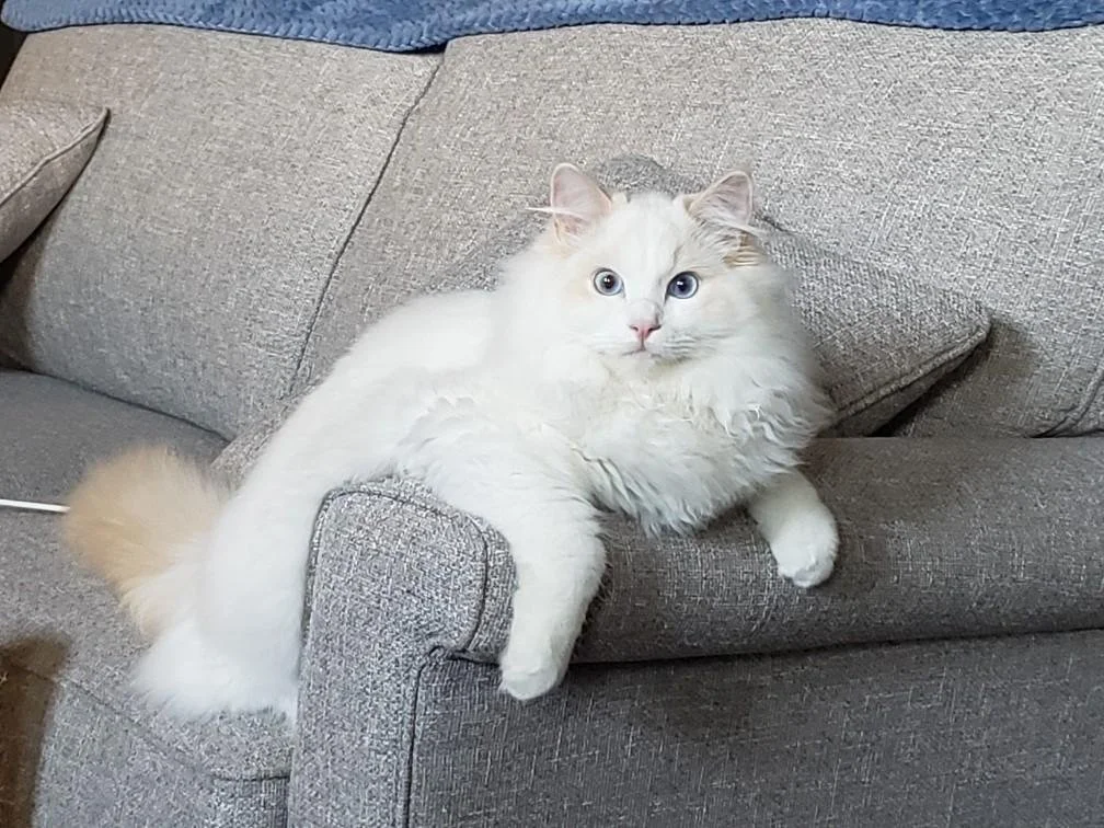 A fluffy Ragdoll cat with blue eyes lounging on a gray fabric sofa.