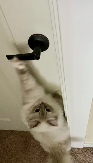 A Ragdoll cat trying to open a door handle with its paw.