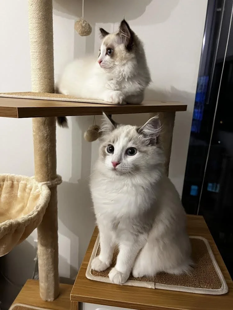 Two Ragdoll cats with gray markings sitting on a wooden cat tree, one on a lower platform and the other on an upper shelf.