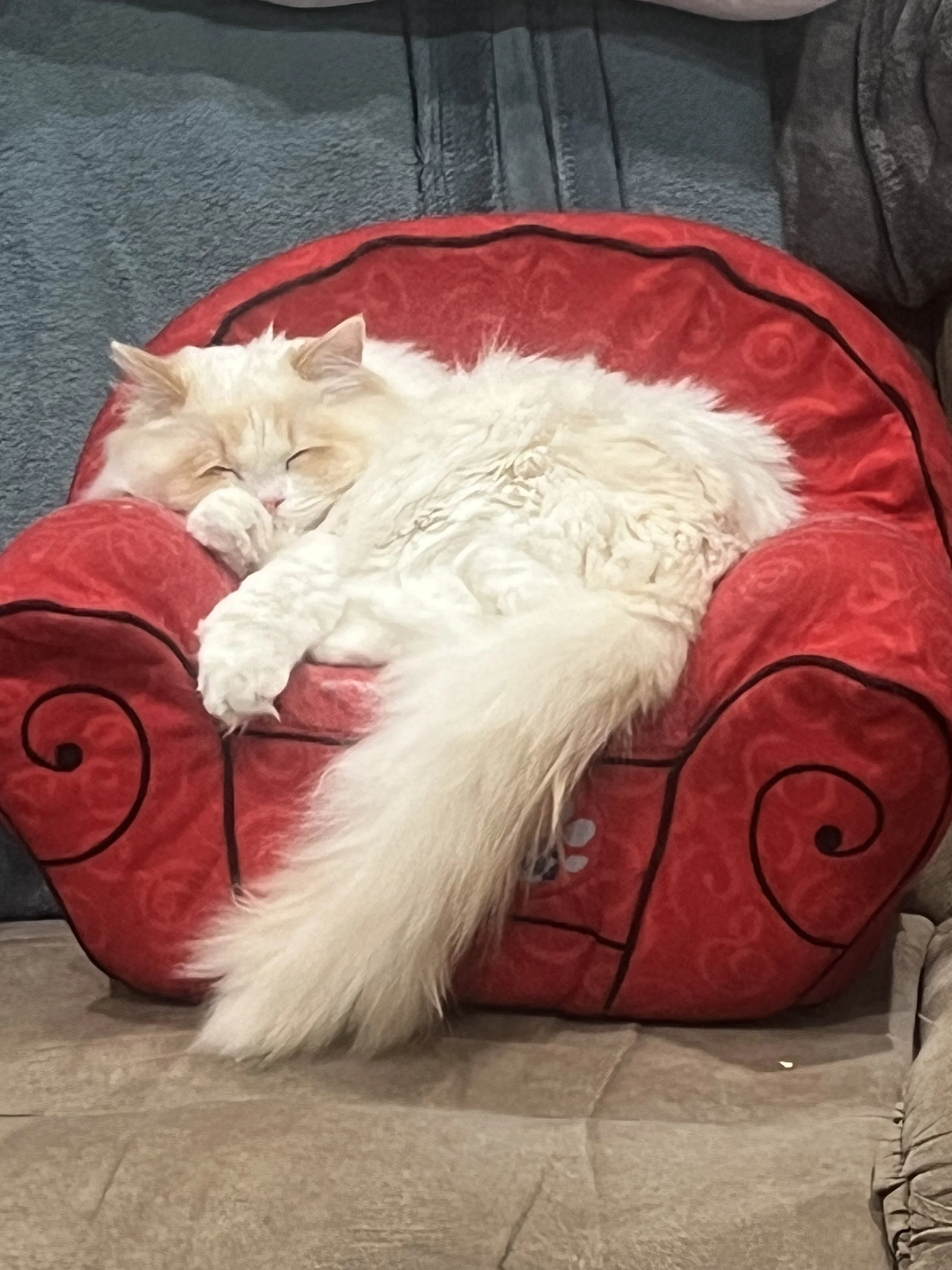 A fluffy cream-colored Ragdoll cat sleeping on a small red armchair.
