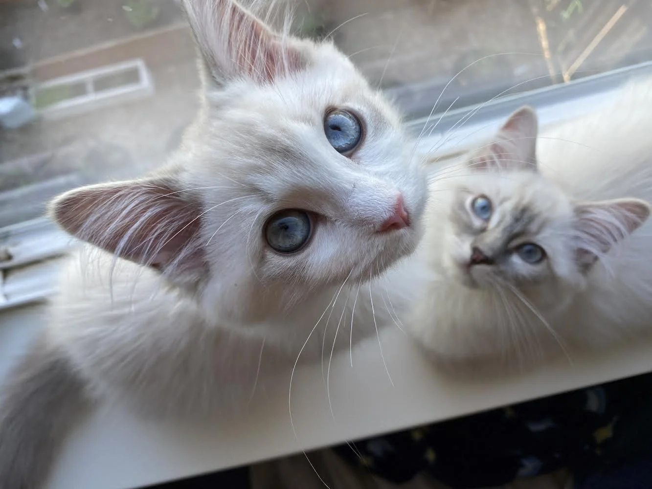 Two cream-colored kittens with blue eyes sitting on a white windowsill.