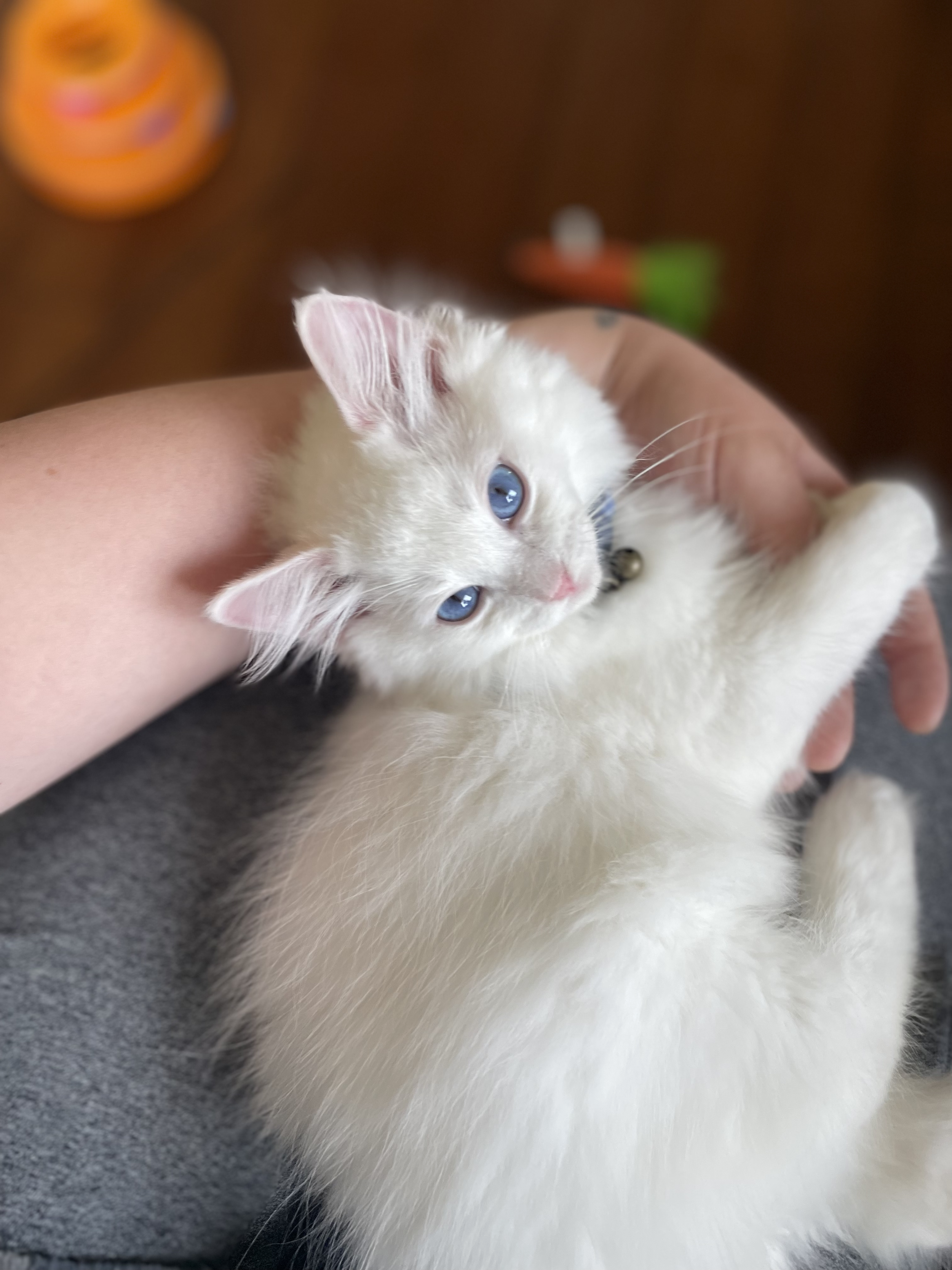 A white fluffy kitten with blue eyes lying on a person's lap, looking up with a pink nose and ears.