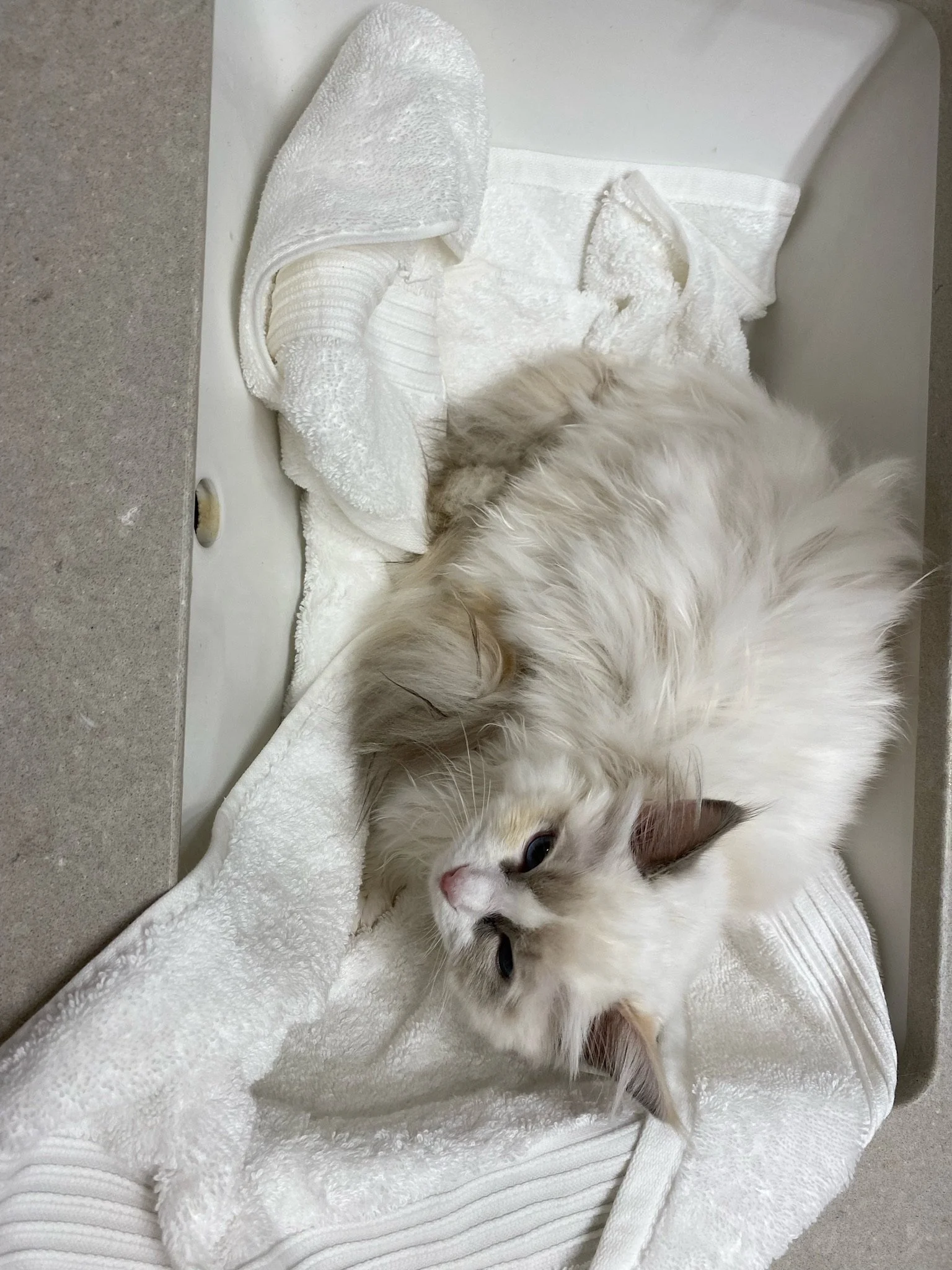 A fluffy white and cream-colored cat resting on a white towel inside a bathtub.