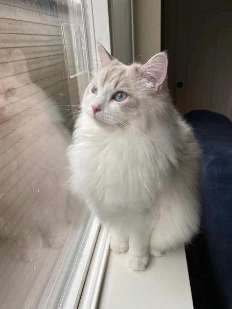 A fluffy Ragdoll cat with blue eyes sitting by a window, looking outside.