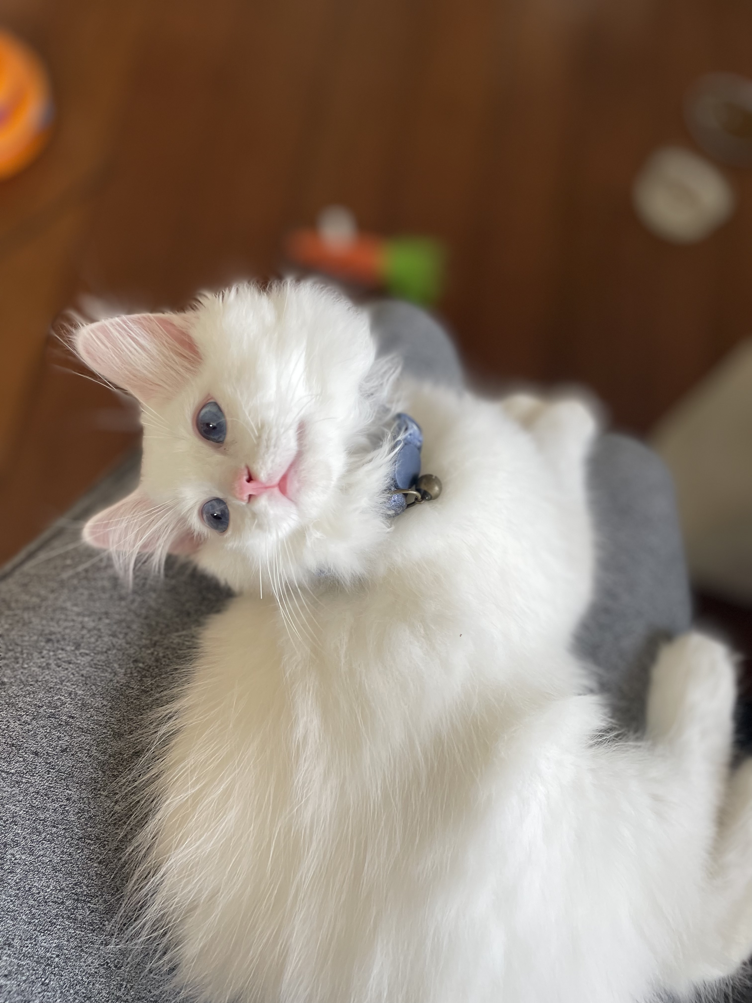 White cat with blue eyes, pink nose, and a blue collar, lying on a person's lap with a blurry background of household items.