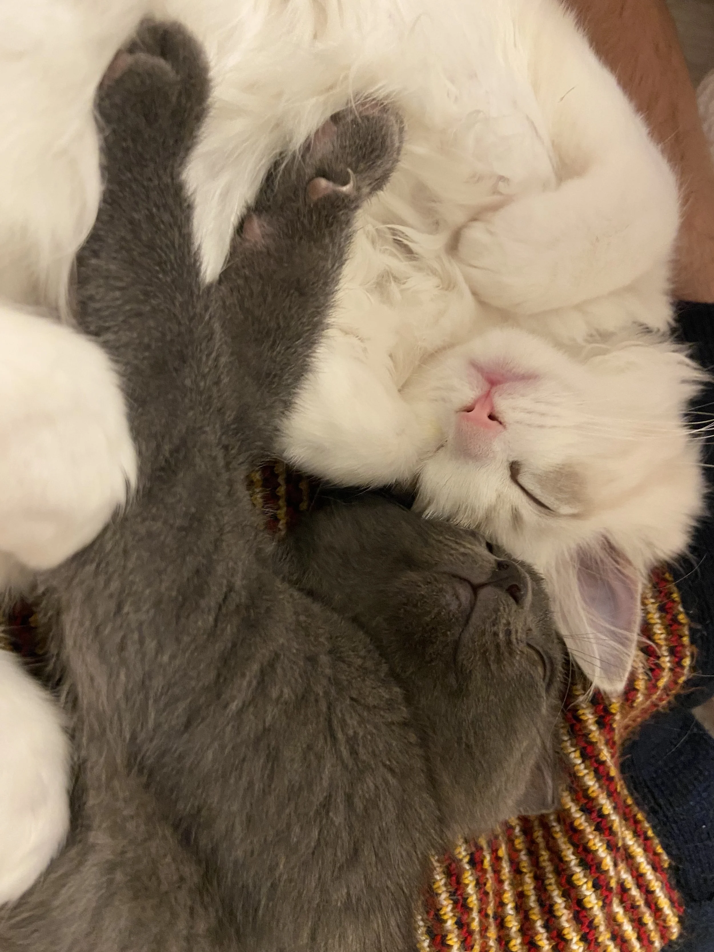 Three kittens cuddling together, two are gray and one is white, all sleeping closely.
