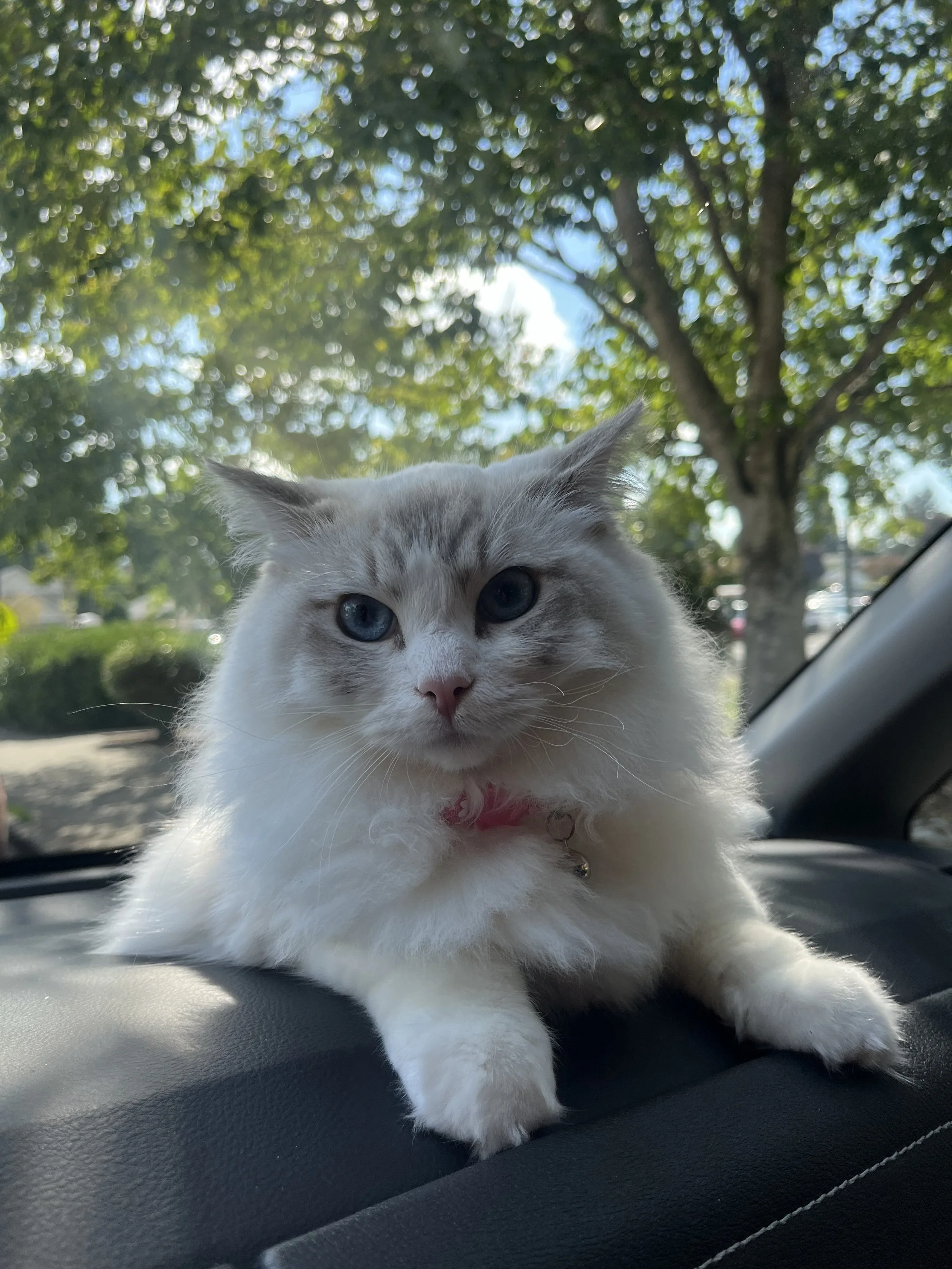 A fluffy Ragdoll cat lying on a car dashboard with a background of green trees and blue sky.