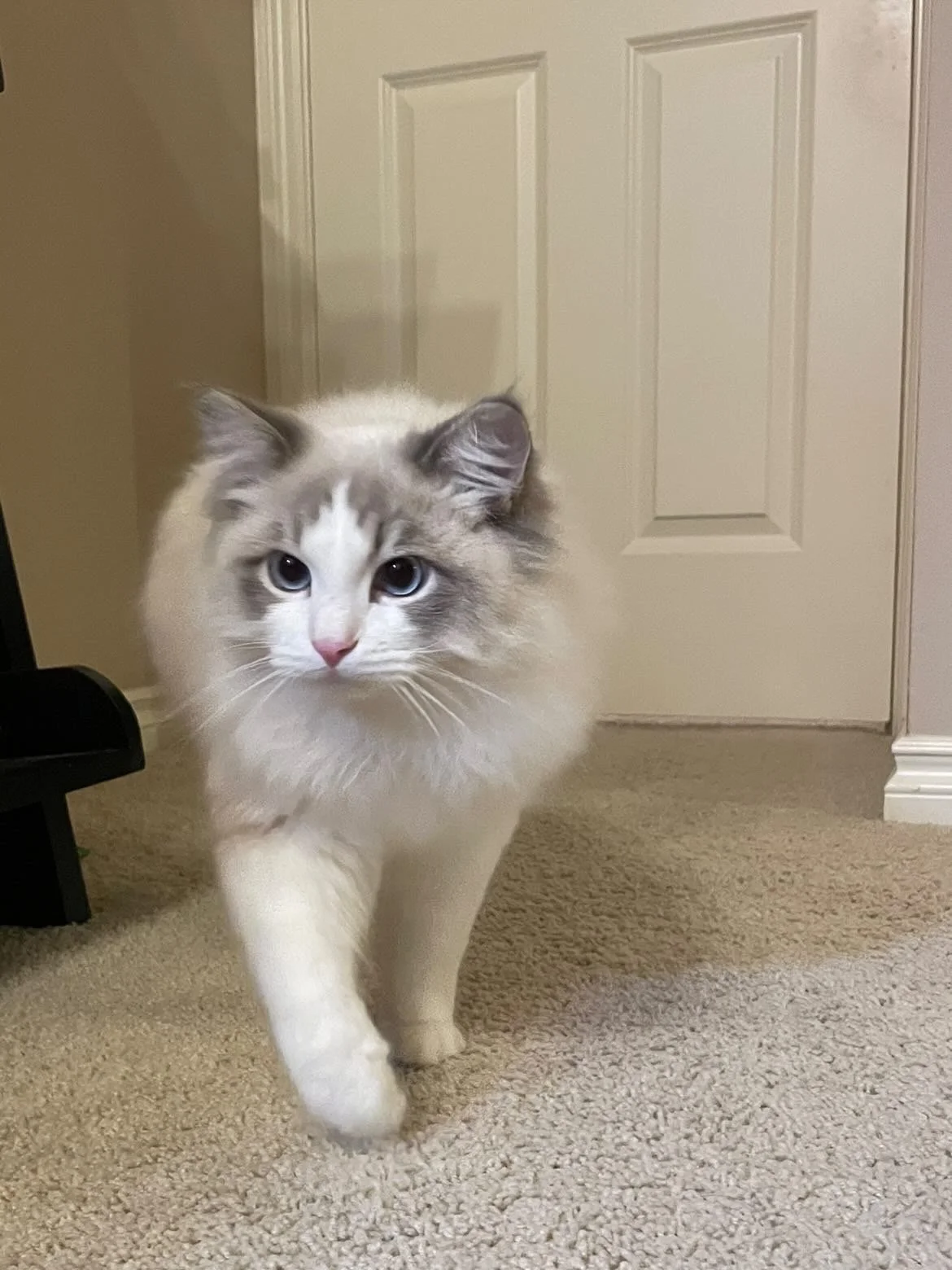 A fluffy Ragdoll cat with blue eyes walking on a beige carpeted floor in a room with a closed white door in the background.