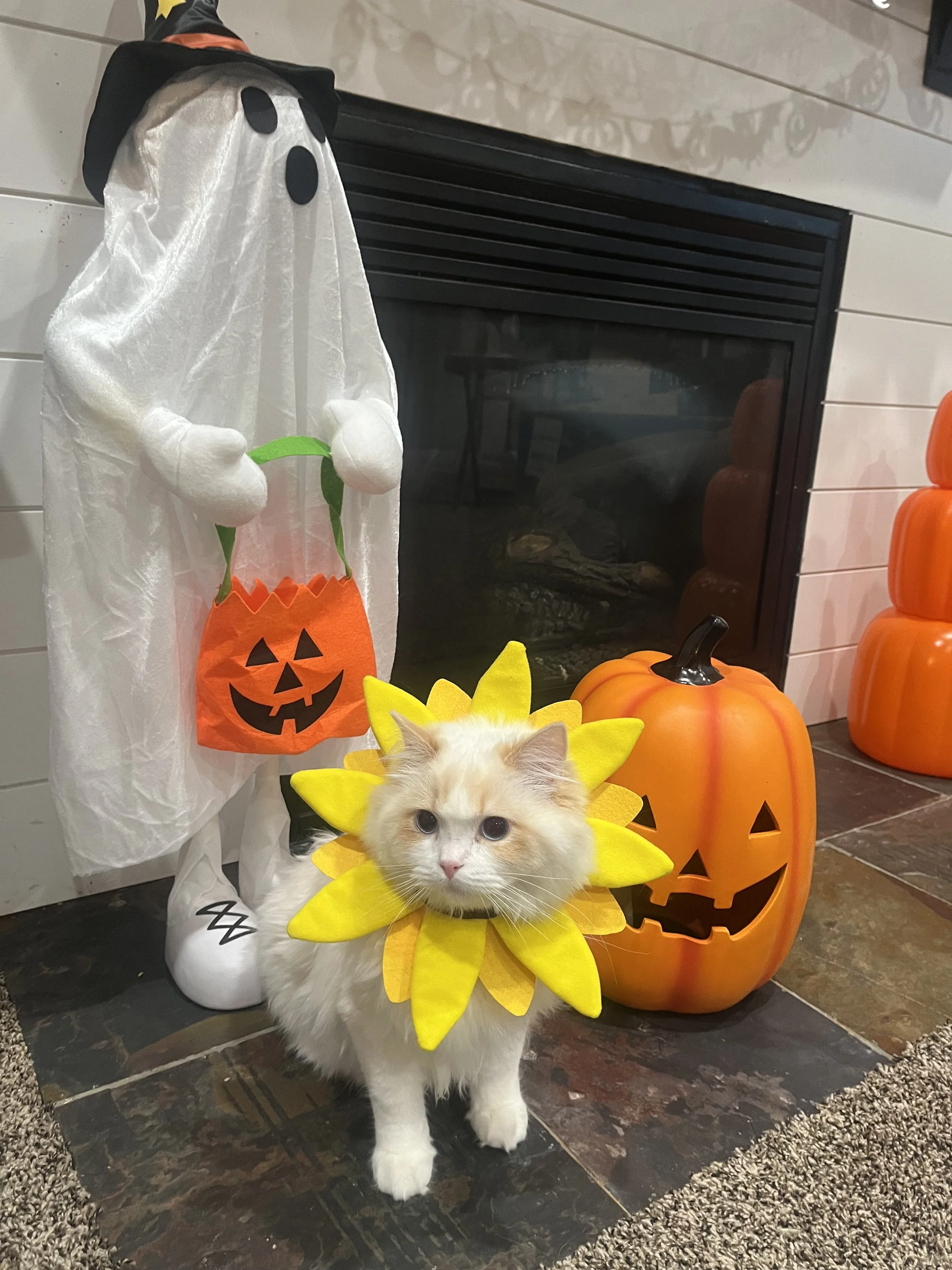 A Ragdoll cat wearing a sunflower costume in front of Halloween decorations including a ghost figure, a large pumpkin, and a smaller pumpkin, near a fireplace.