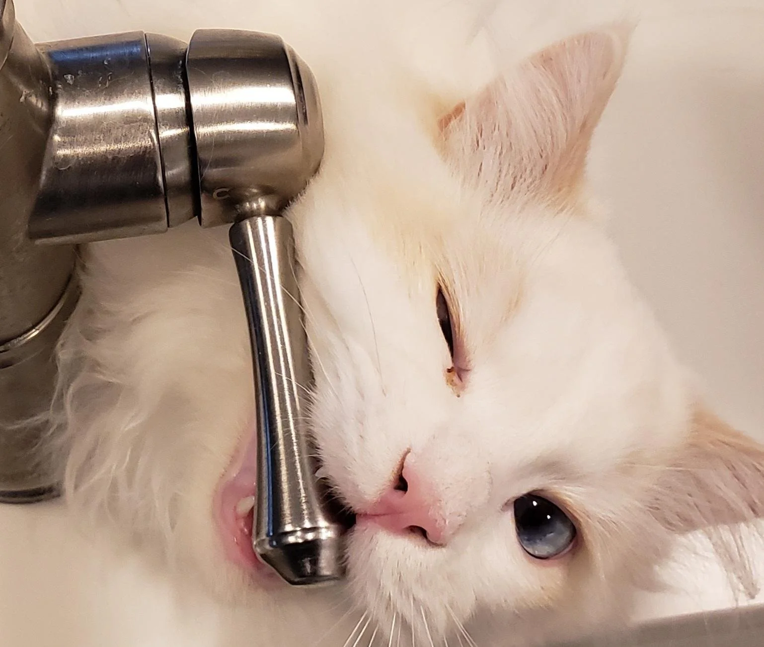 A Ragdoll cat with blue eyes lying on its side, holding a metal faucet with one paw, while appearing to nibble or play with it.