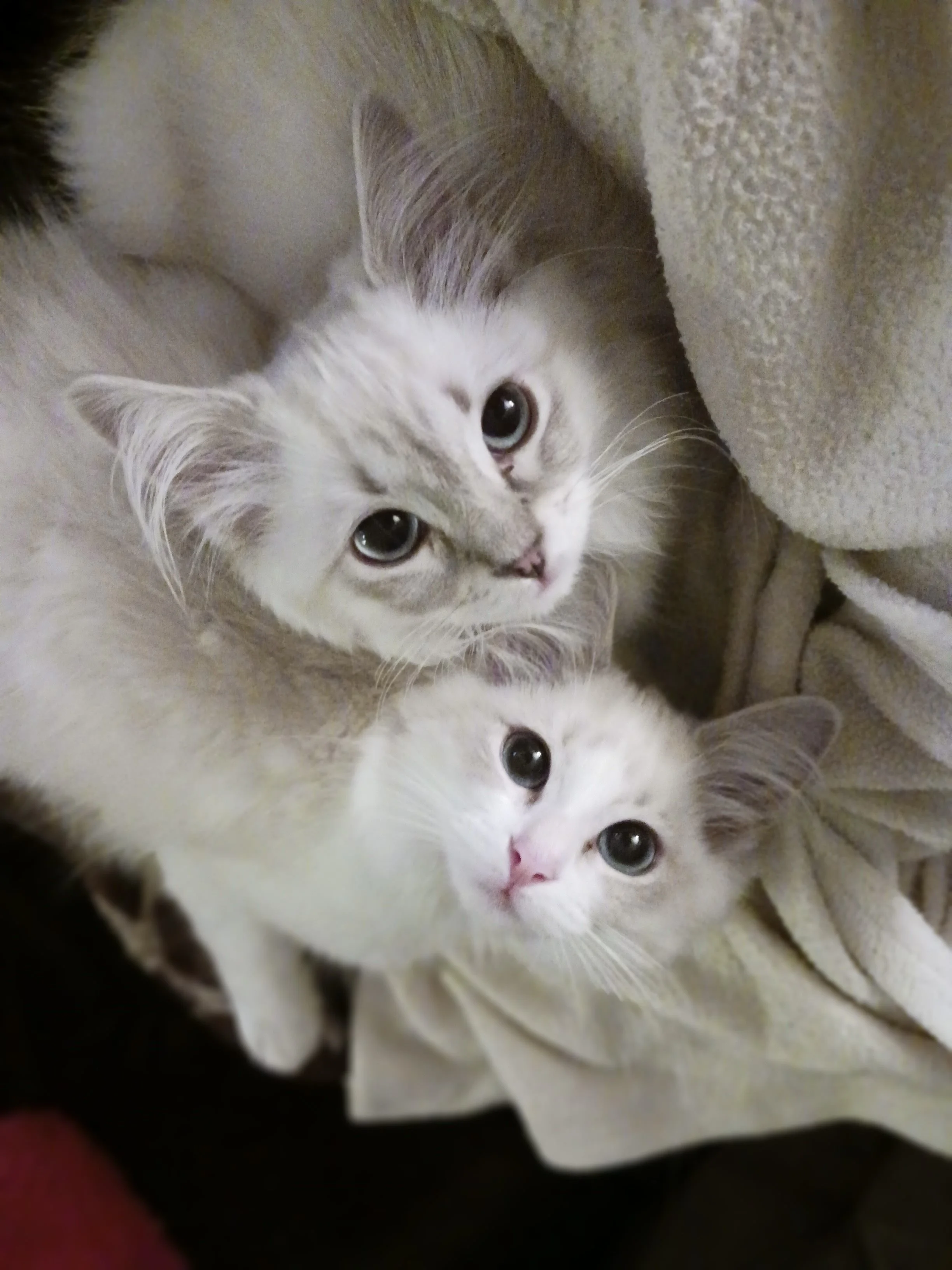 Two cream-colored kittens with blue eyes lying on light-colored blankets.
